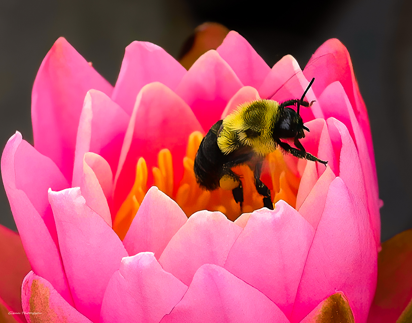 Macro Bee on Pink Flower