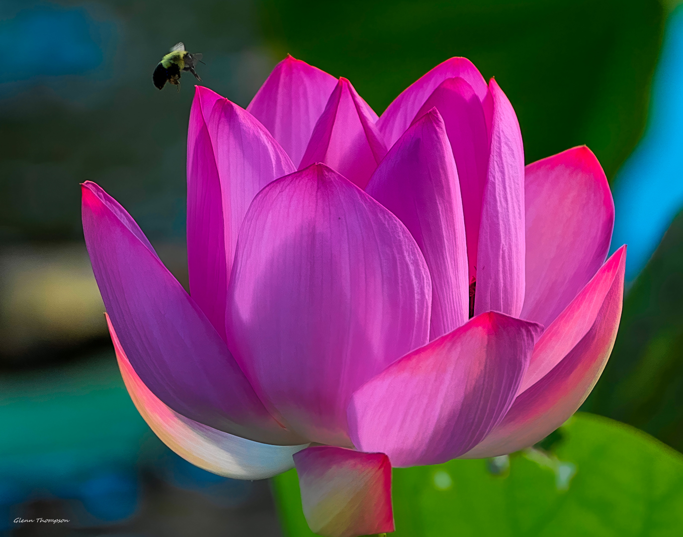 Vivid Pink Lotus Flower