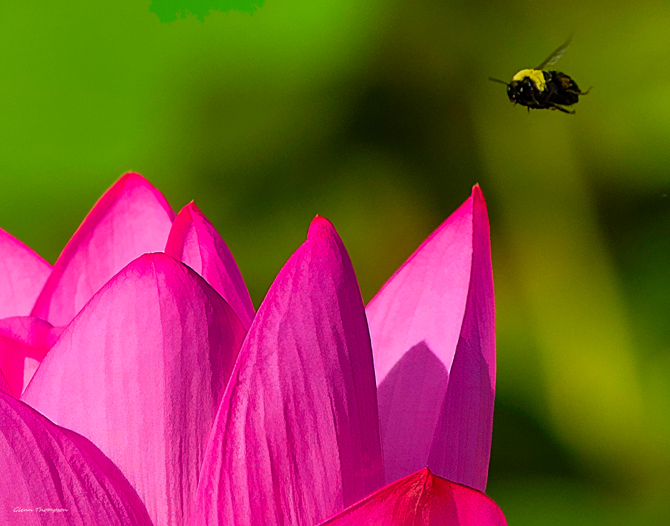 Pink Lotus Flower Photography