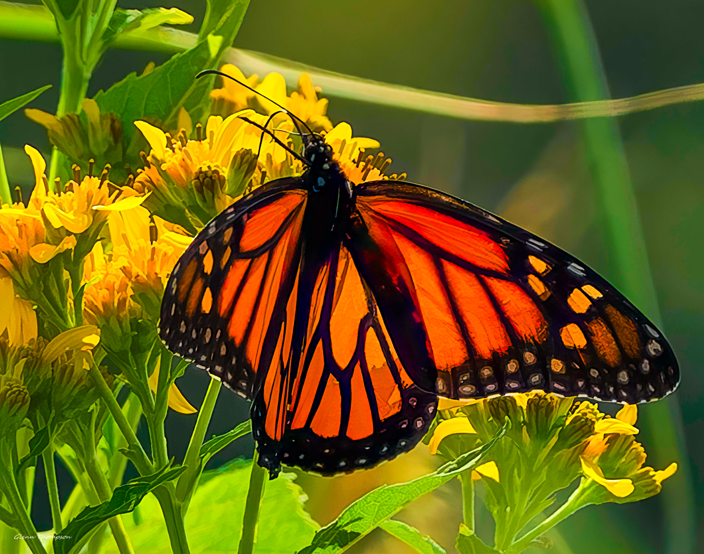 Monarch Butterfly Photograph