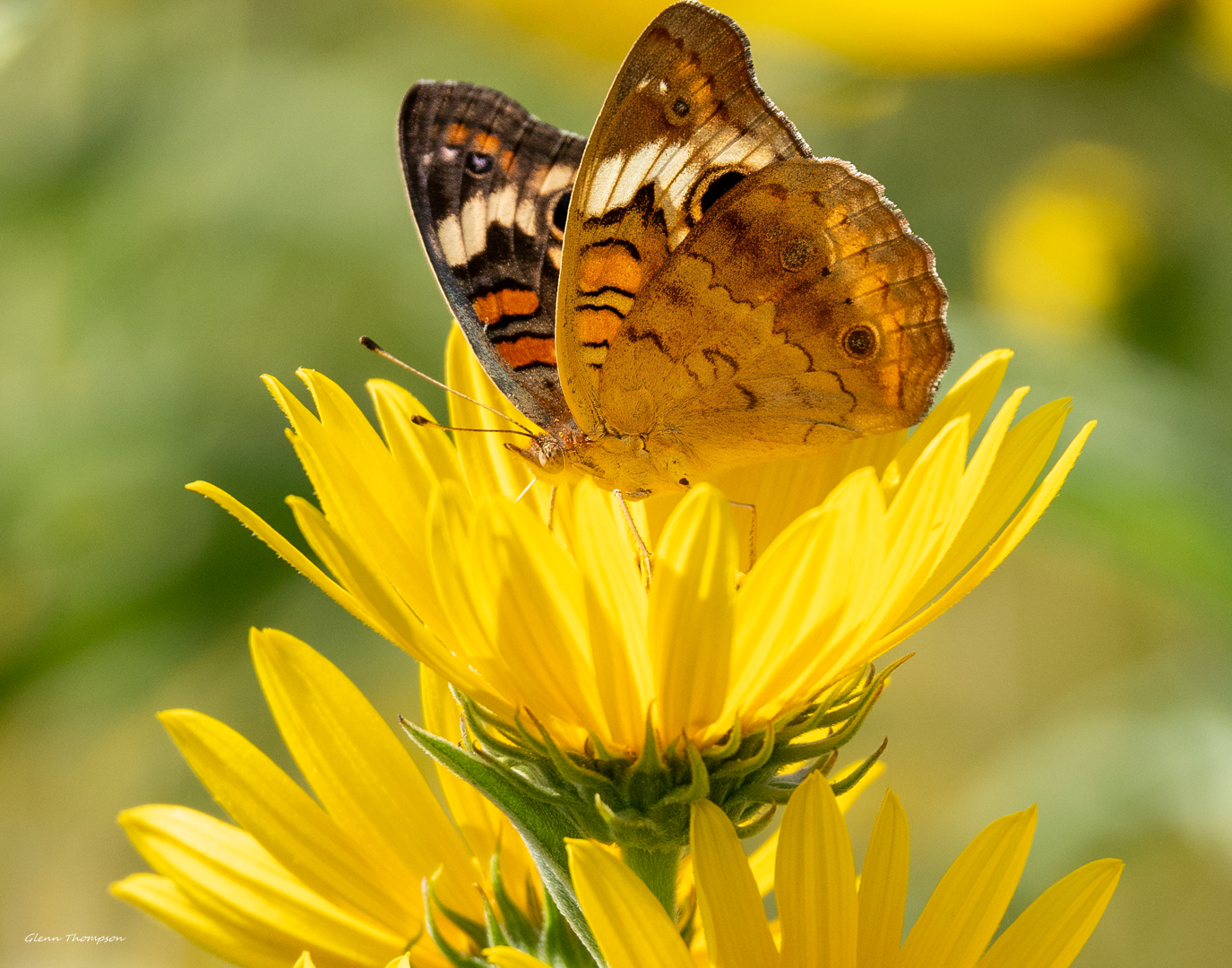 Butterfly on a Yellow Flower