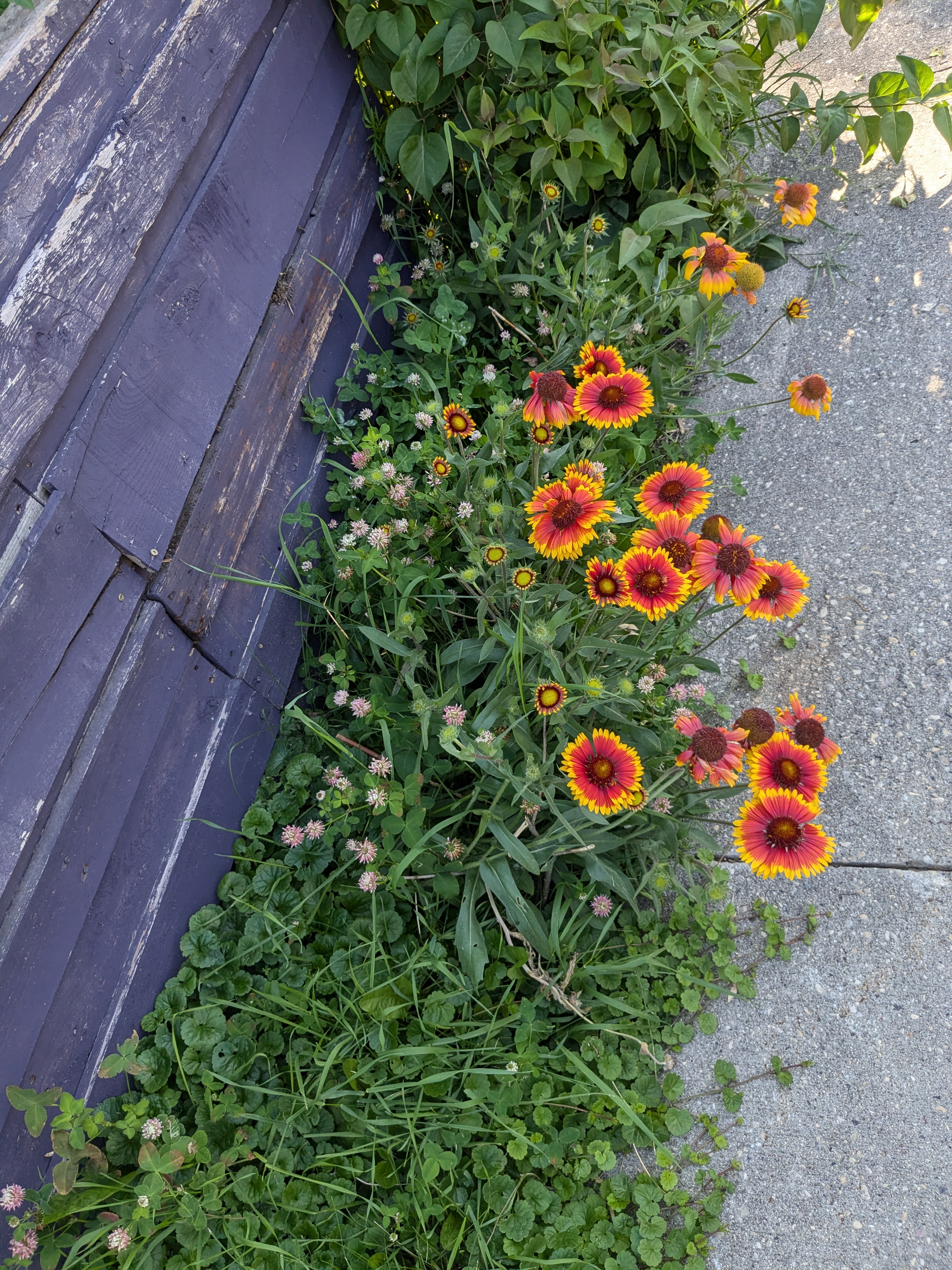 Gaillardia
