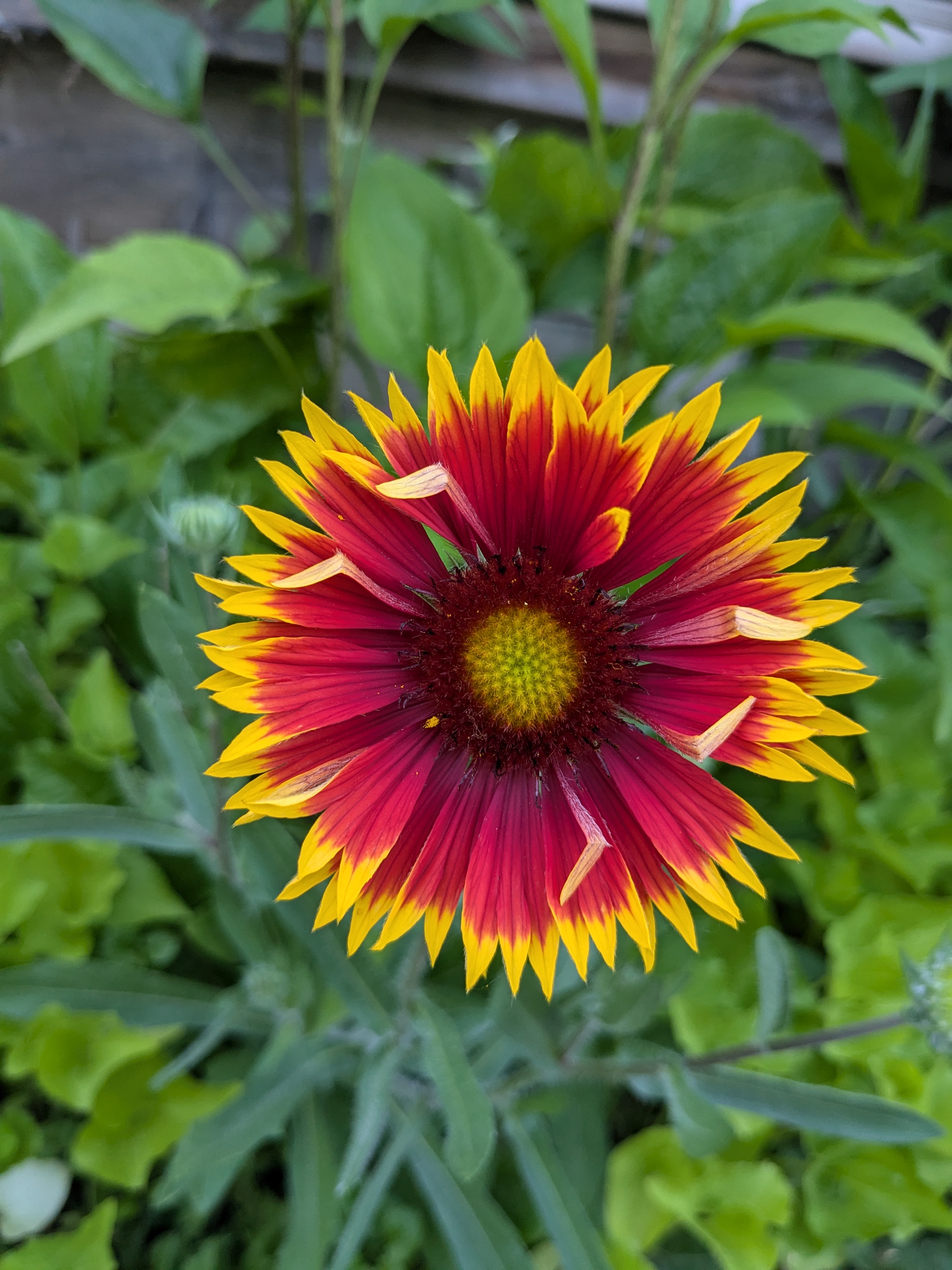 Gaillardia