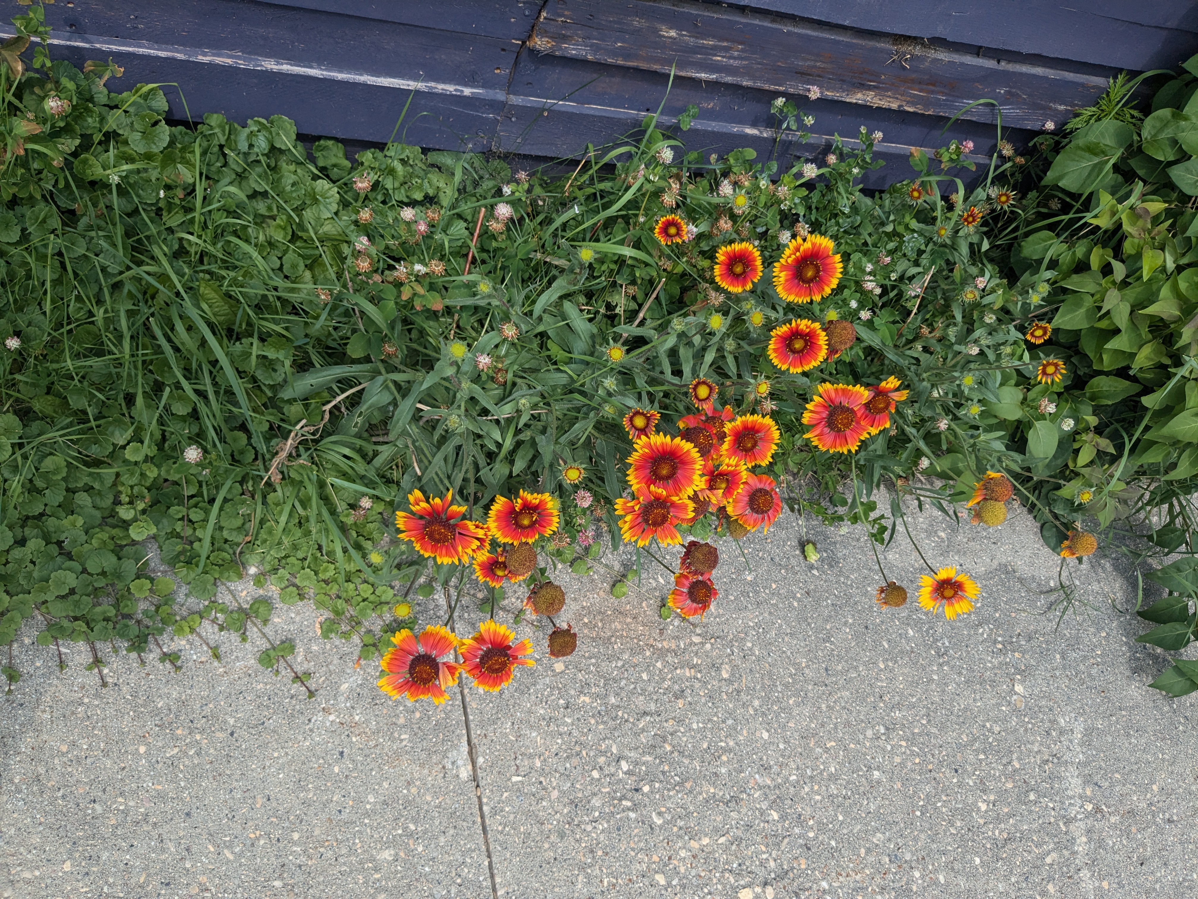 Gaillardia