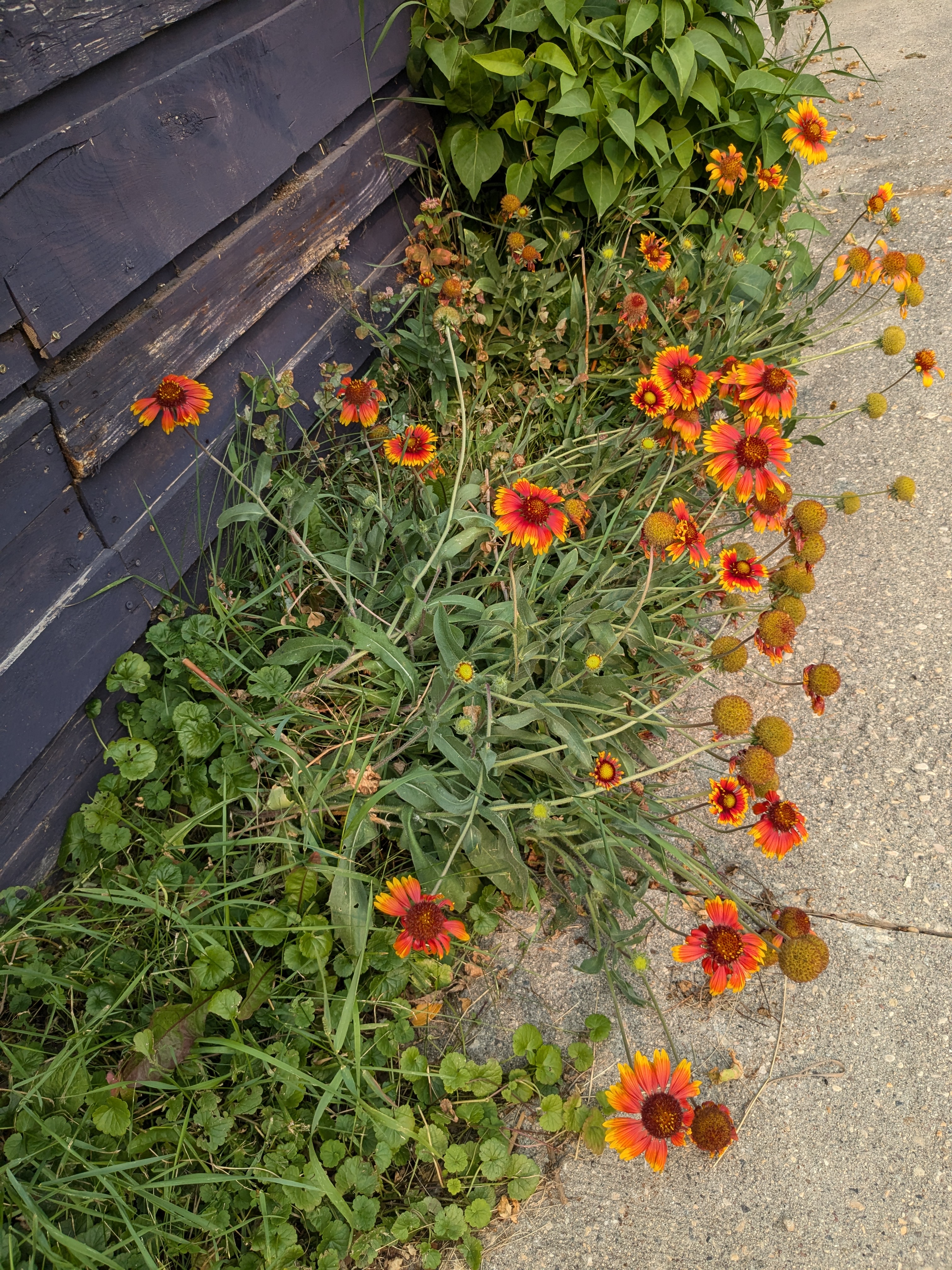 Gaillardia