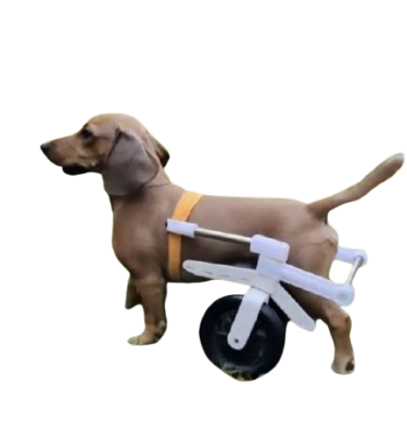 Silla de ruedas para perros