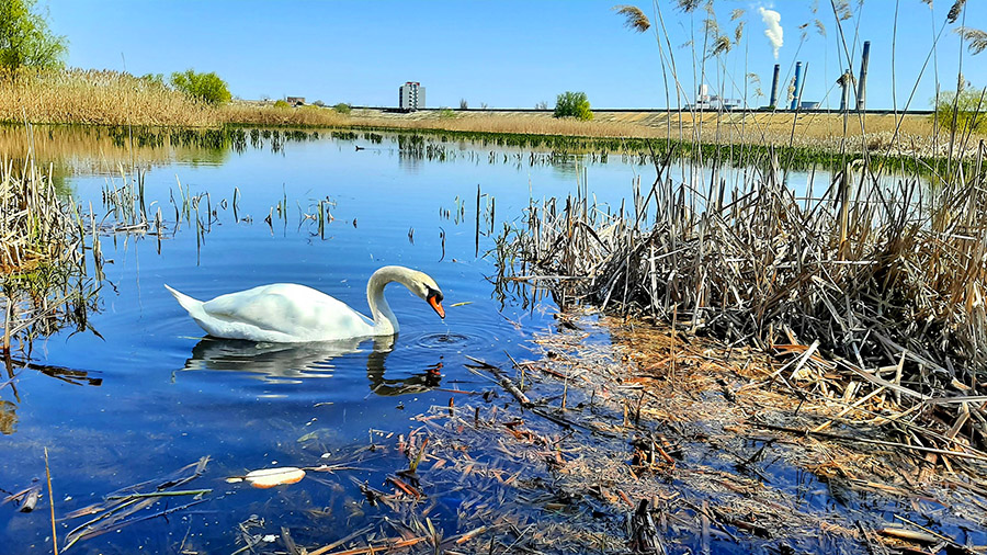 Tur ghidat Delta Văcărești