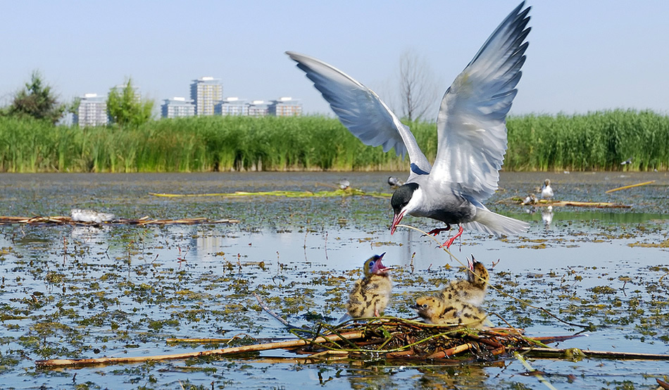 Tur ghidat Delta Văcărești
