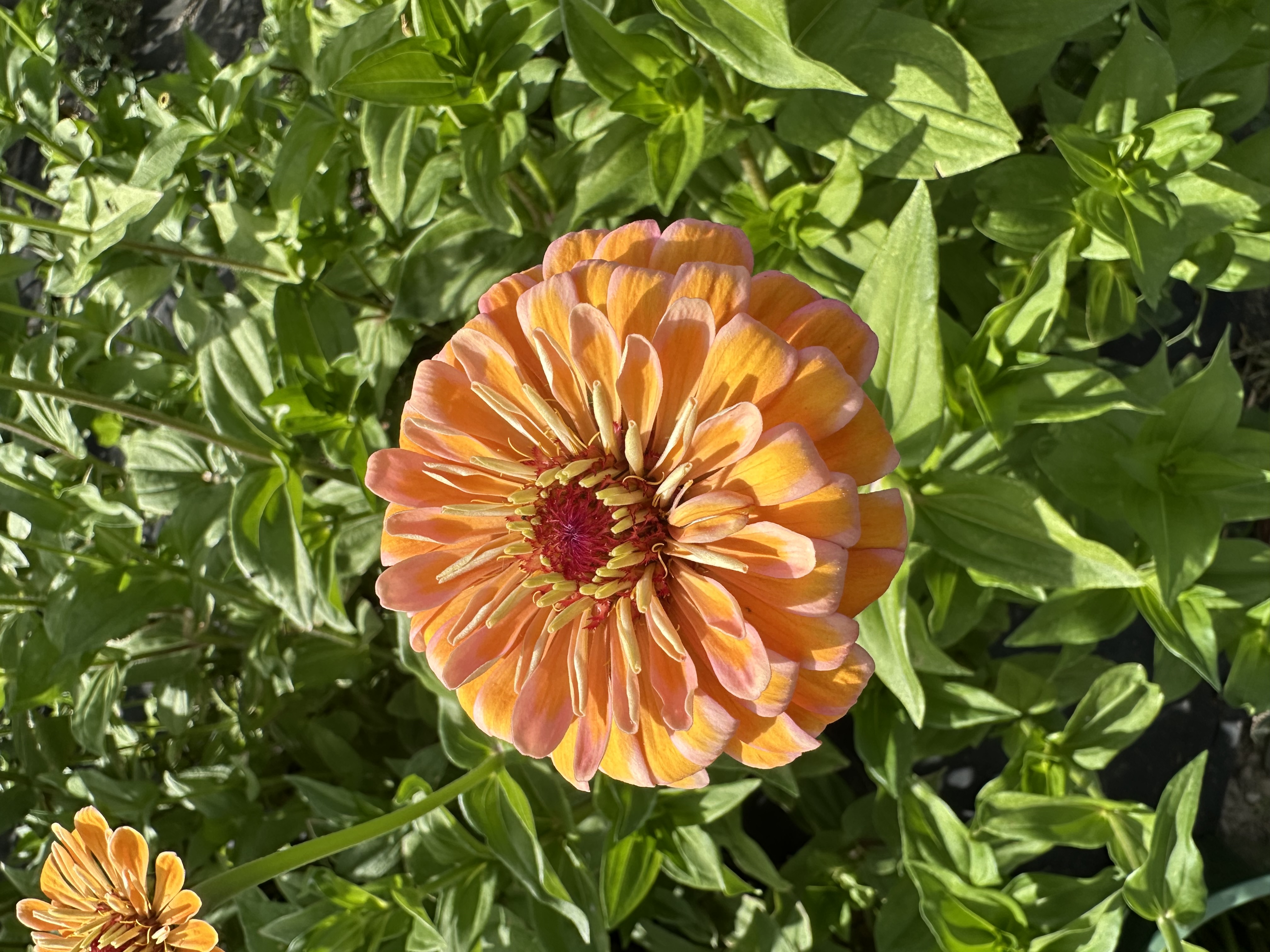 Zinnia Growing Workshop