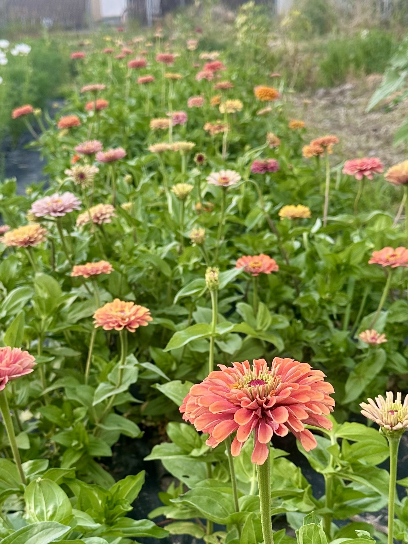 Zinnia Growing Workshop