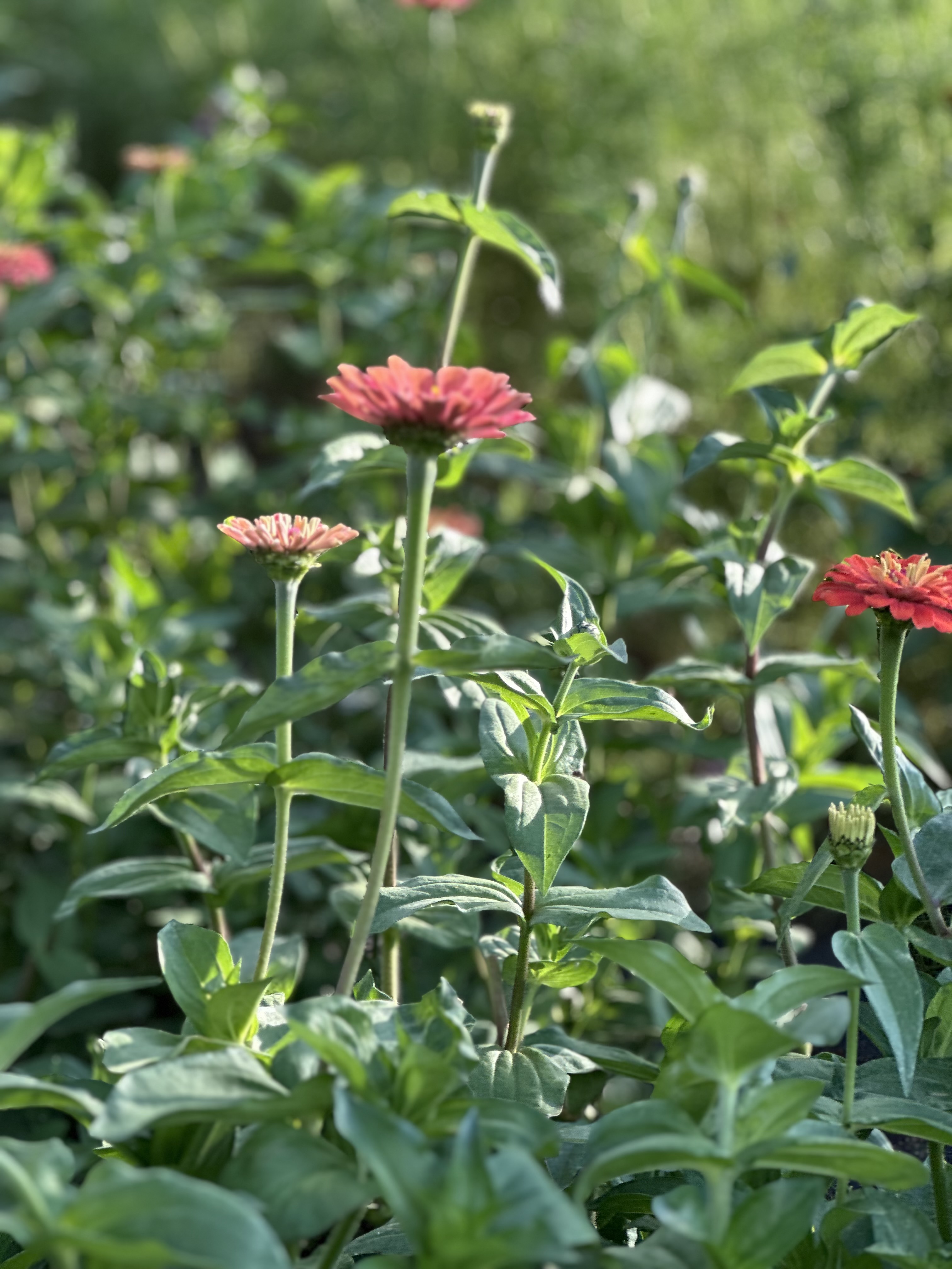 Zinnia Growing Workshop