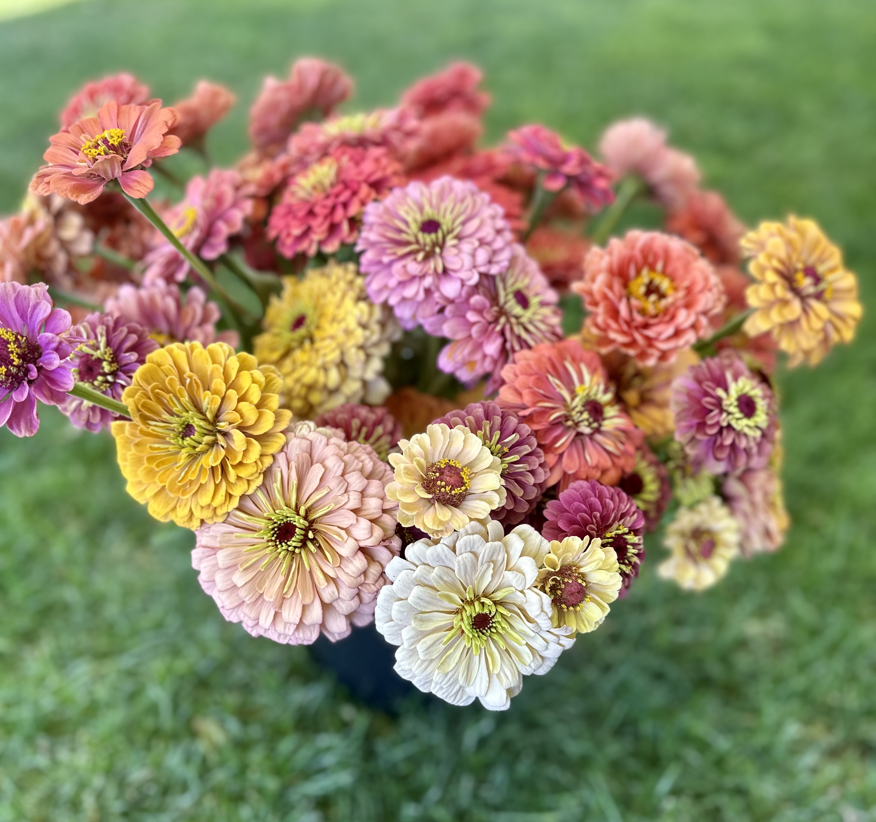 Zinnia Growing Workshop