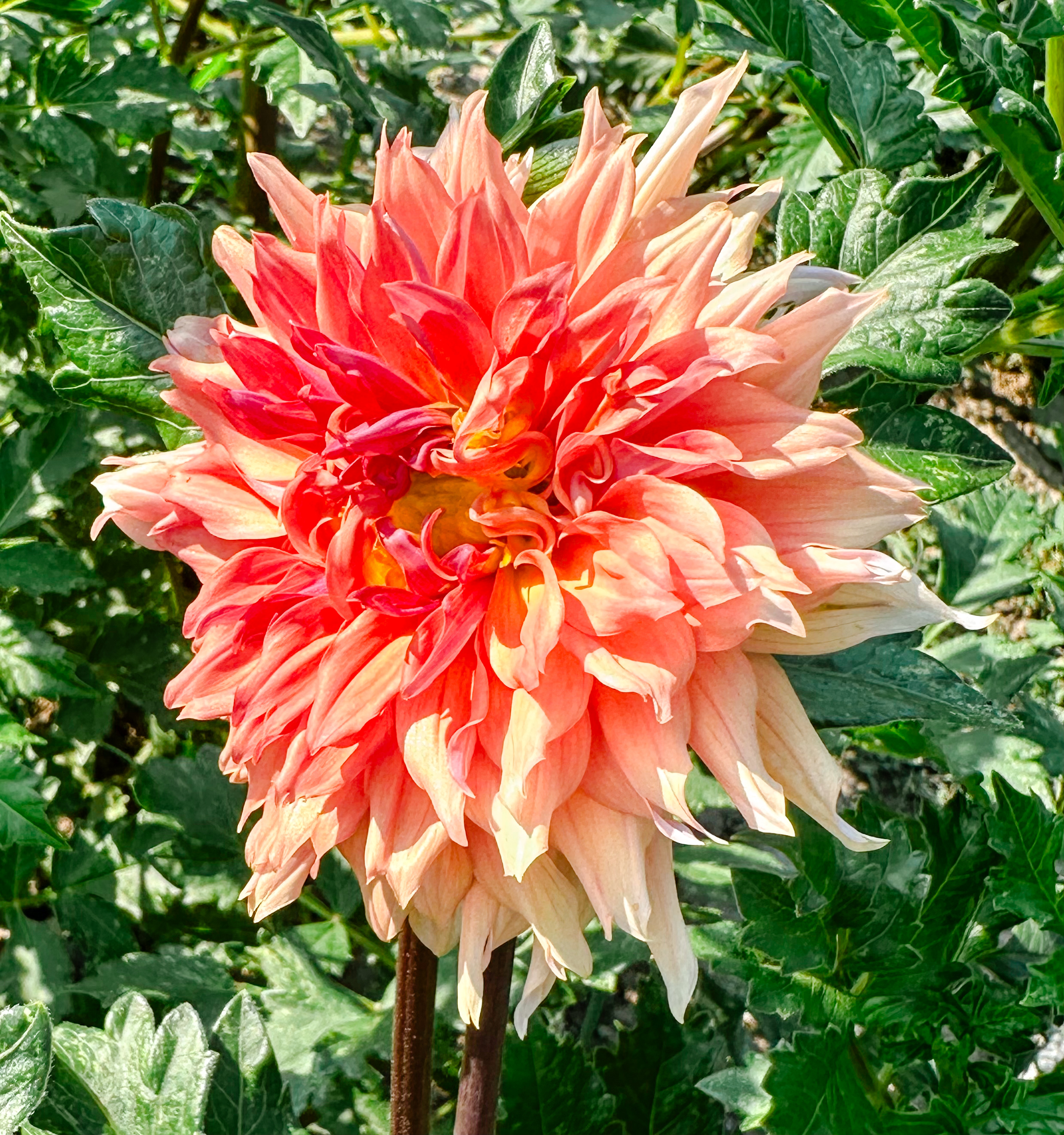 Dahlias at the Farm 