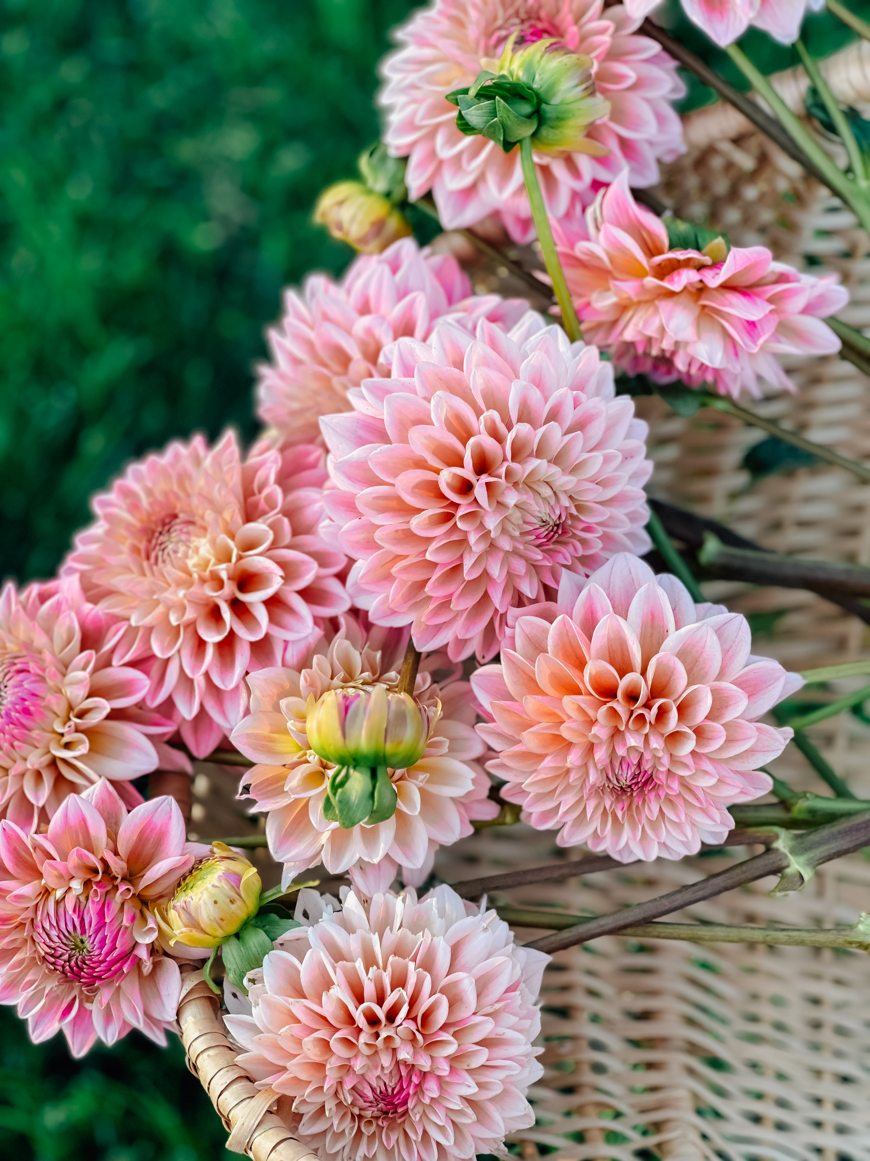 Dahlias at the Farm 