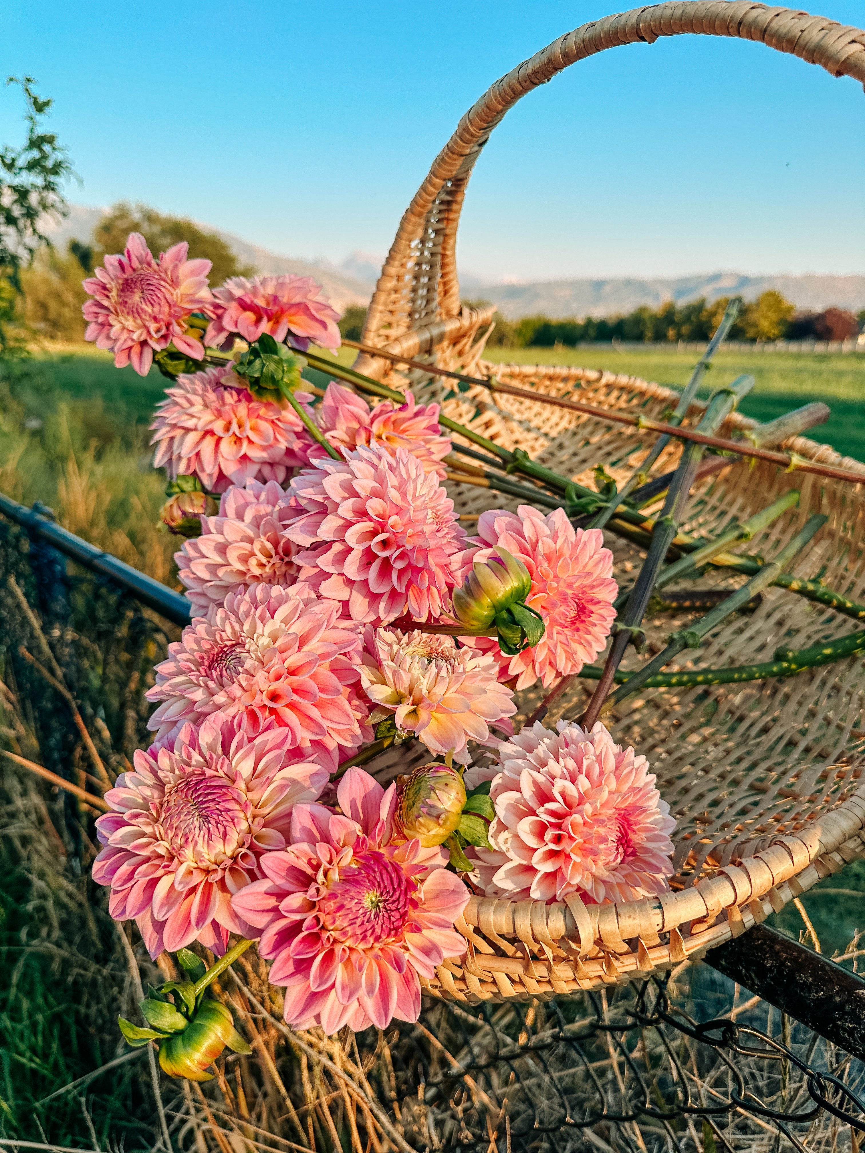 Dahlias at the Farm 