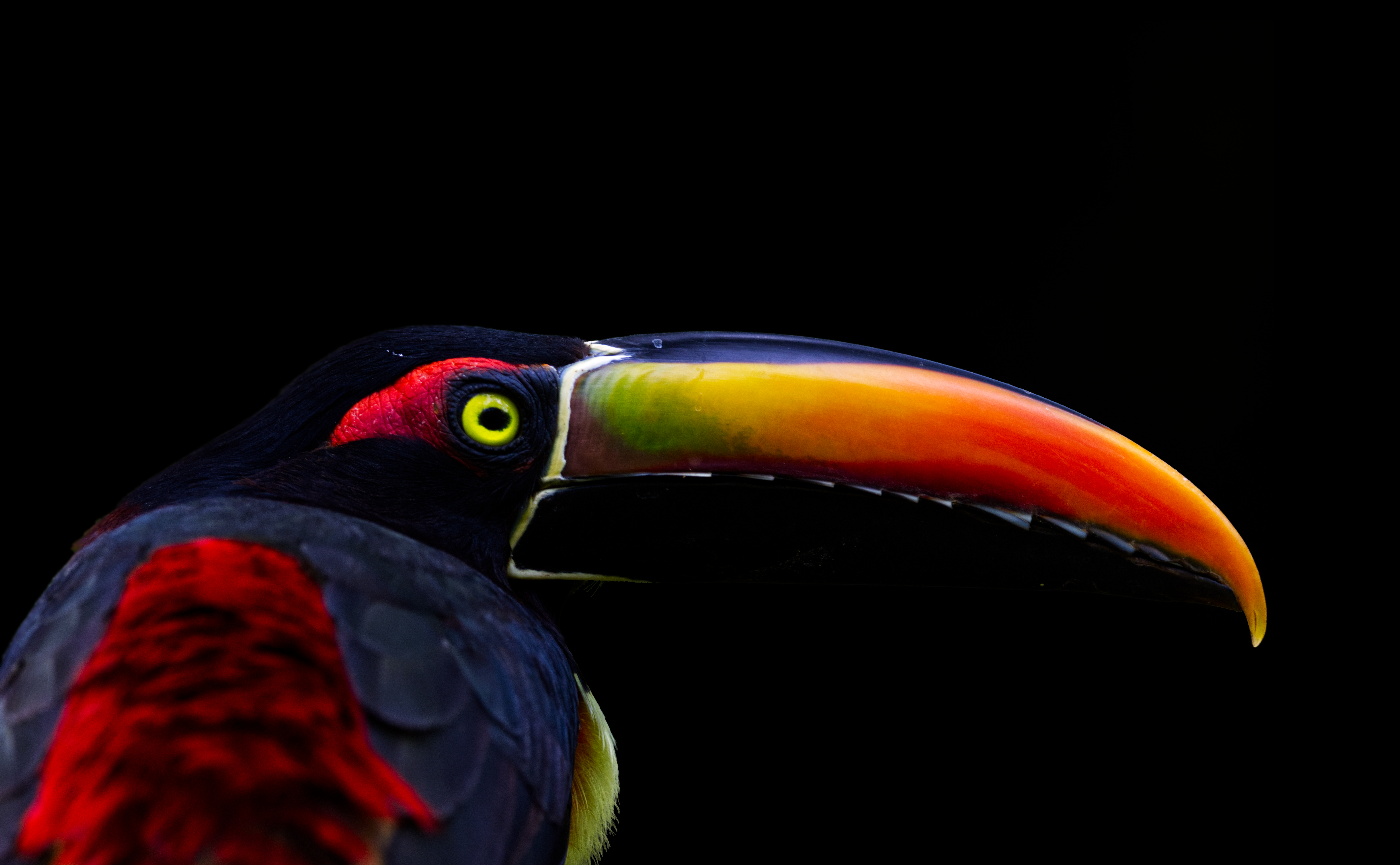 Fiery-billed Aracari