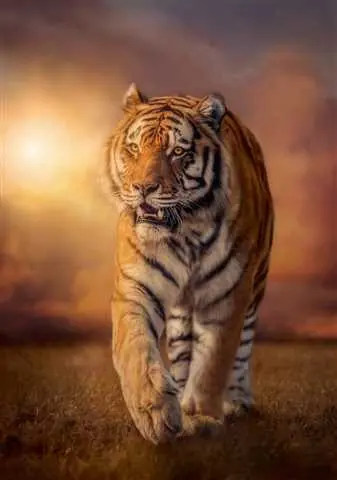 1500 dalių dėlionė "Tiger"