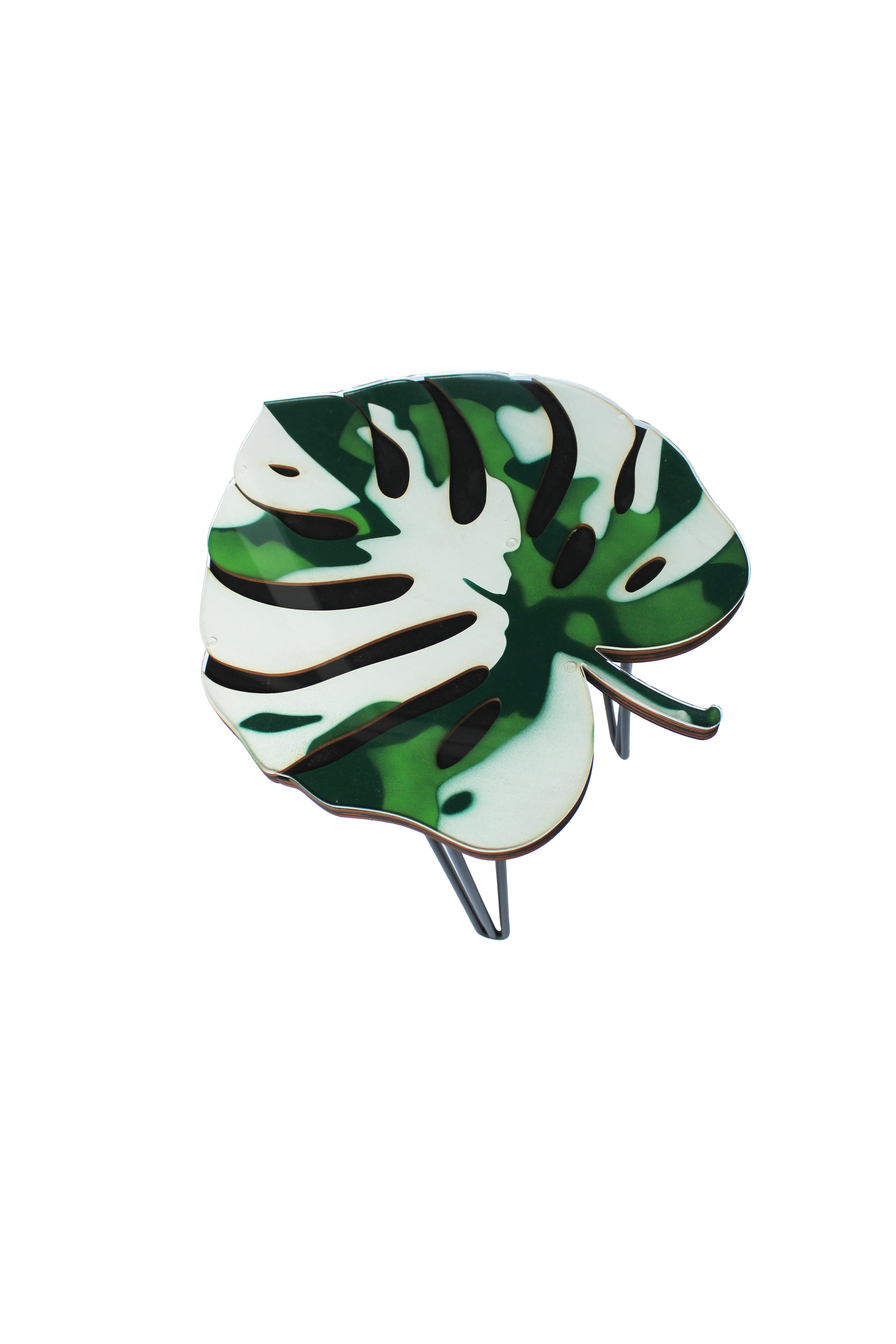 Monstera Albo Variegata 