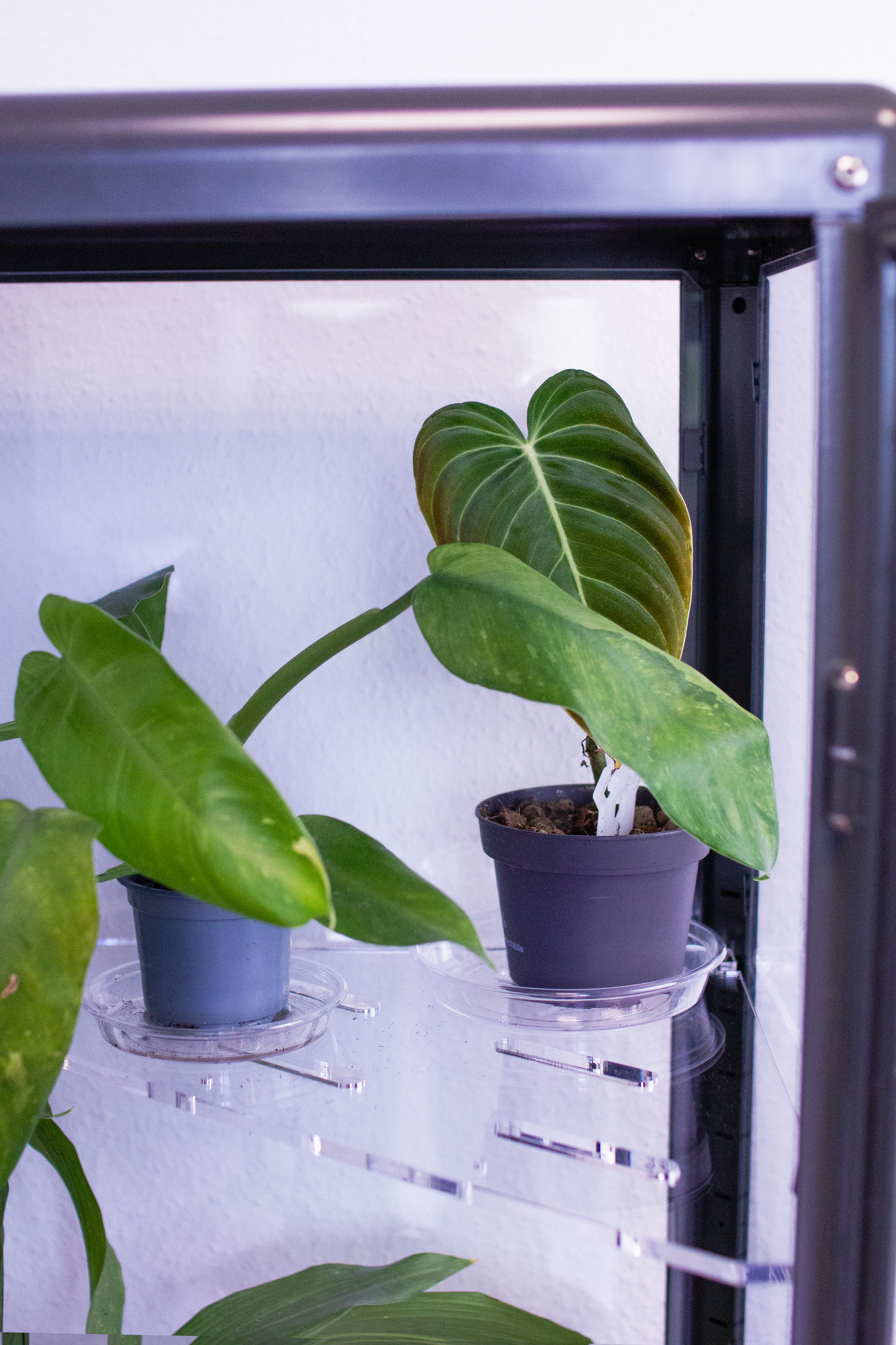 Fabrikör hoch (tall) Einlegeböden | Greenhouse | Pflanzeneinsatz 