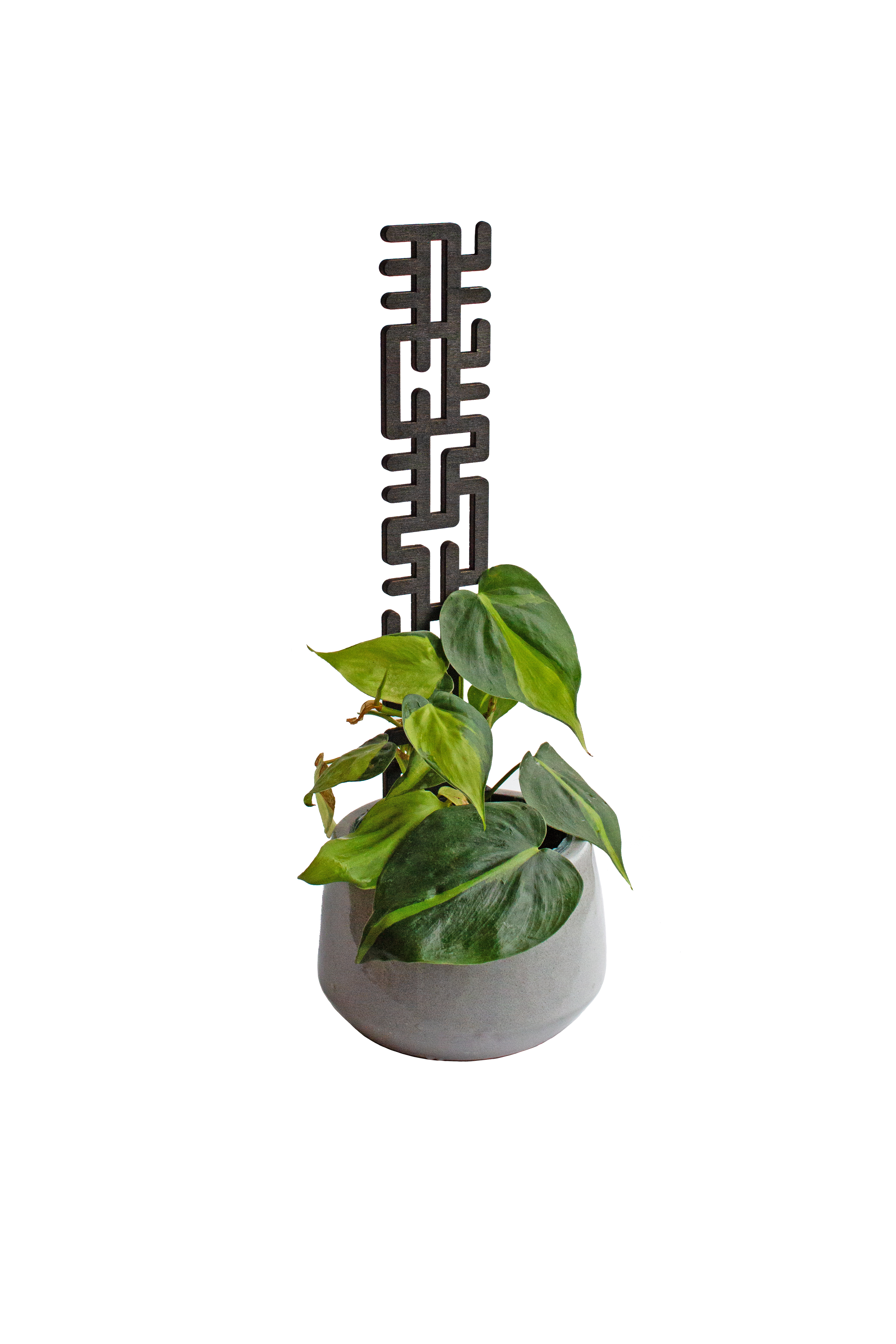 Rankhilfe für Kletterpflanzen  - Kletterhilfe - Monstera - Efeutute - Philodendron