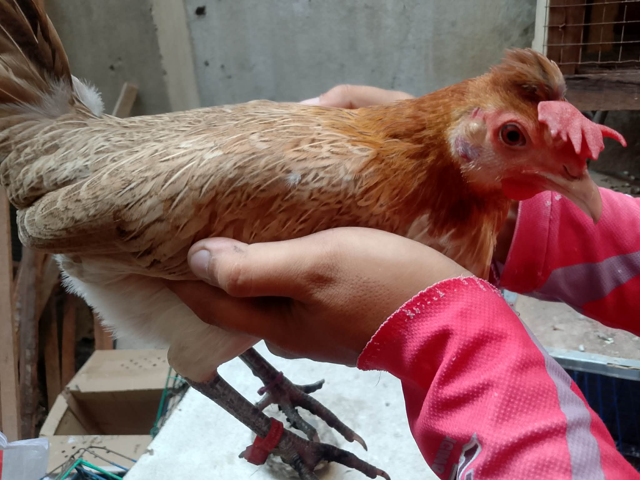 Hens Ready to lay eggs