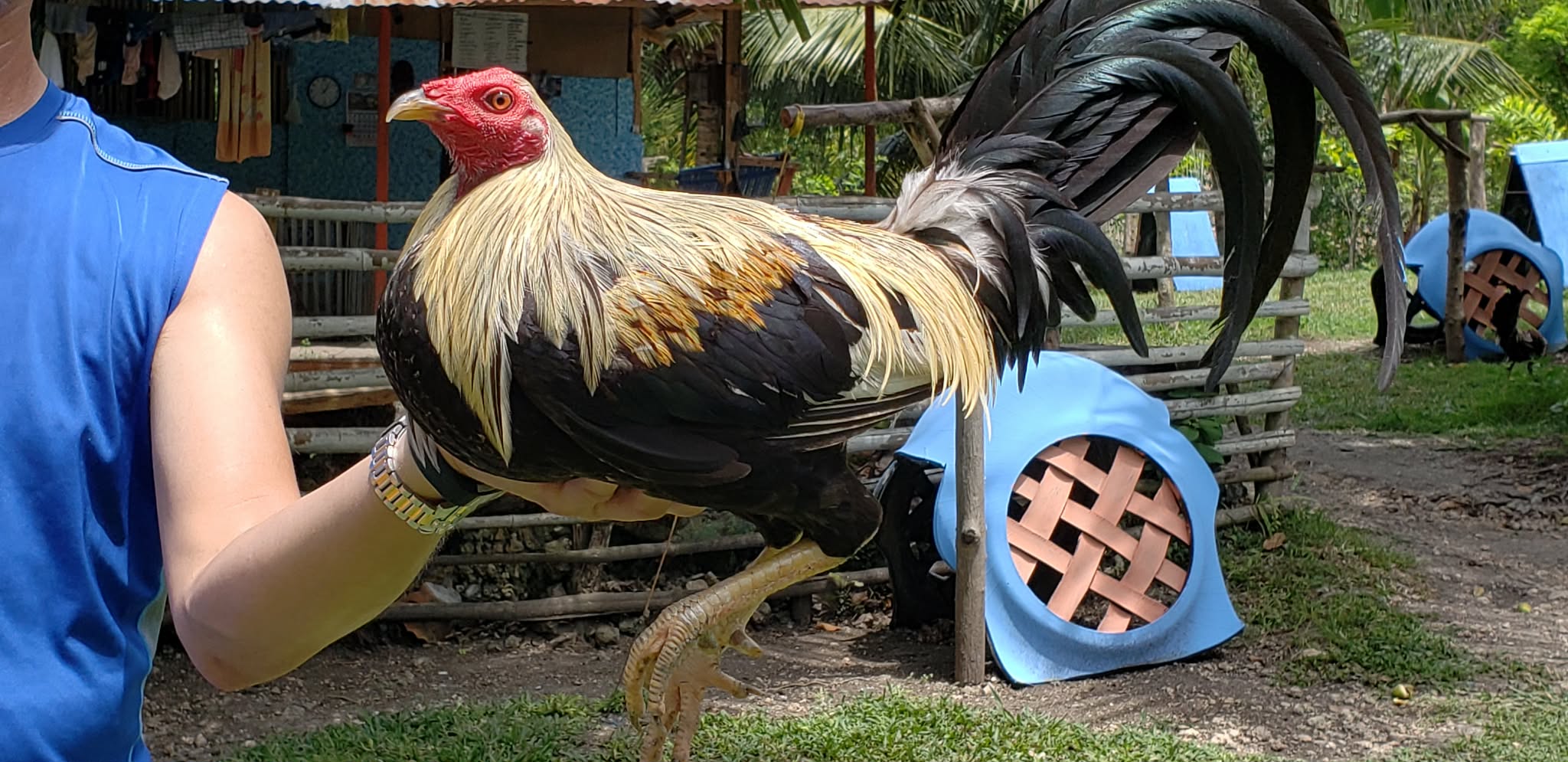 Personal Selection Game Cock2