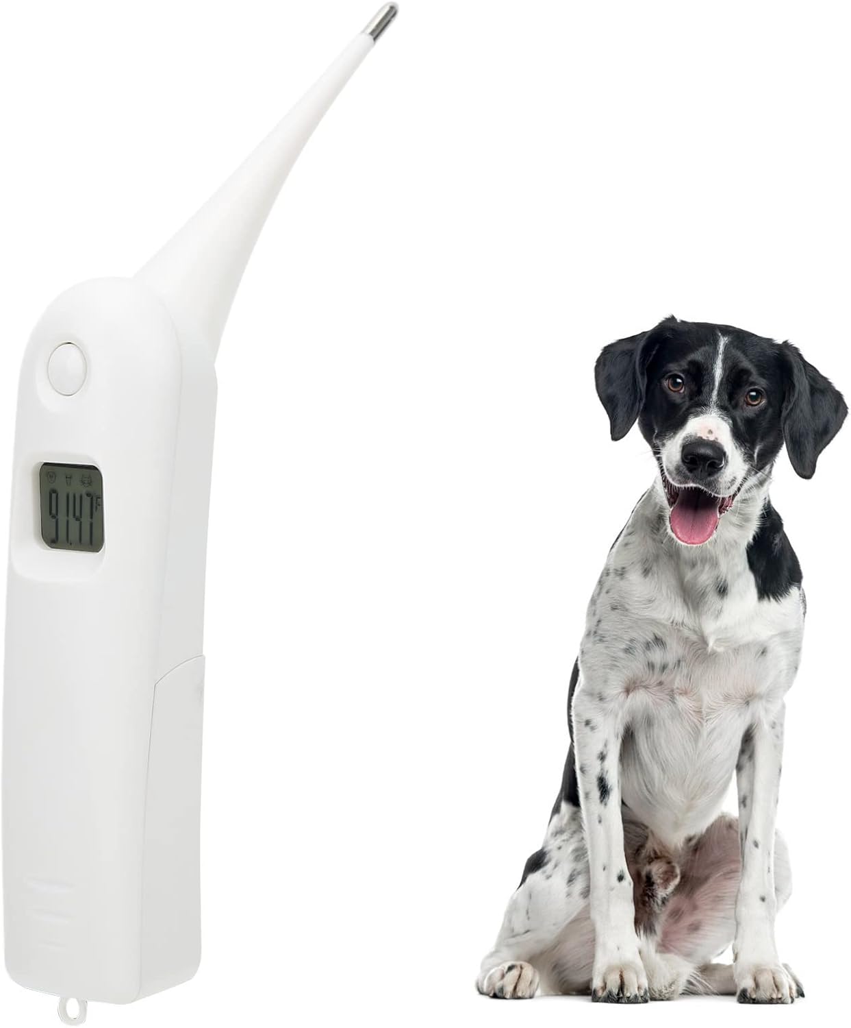 Thermomètre vétérinaire numérique