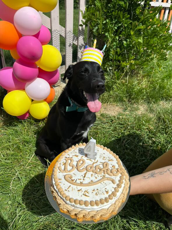 Pawty Cake (5-6 chiens)