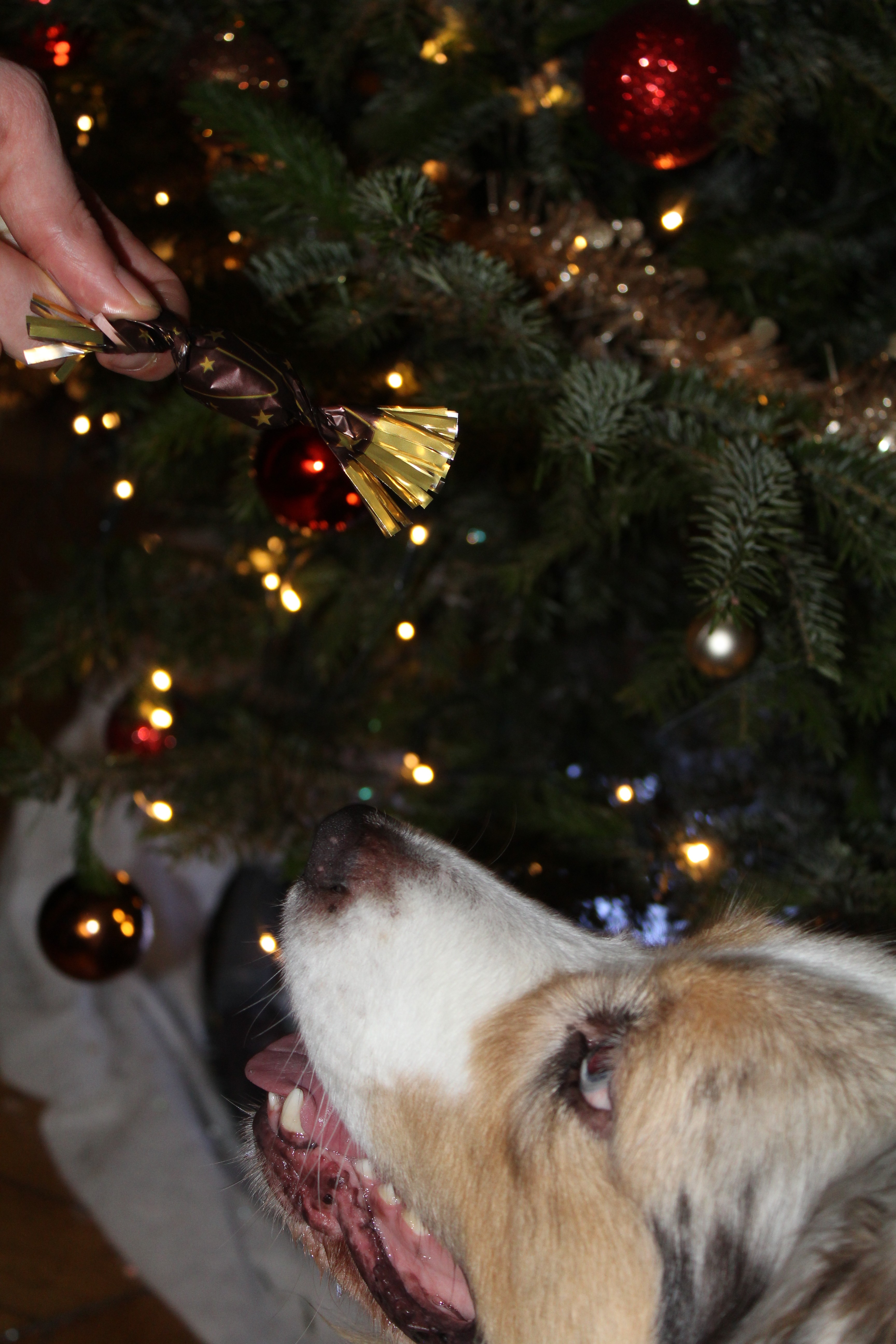 Pawpillotes - sachet 