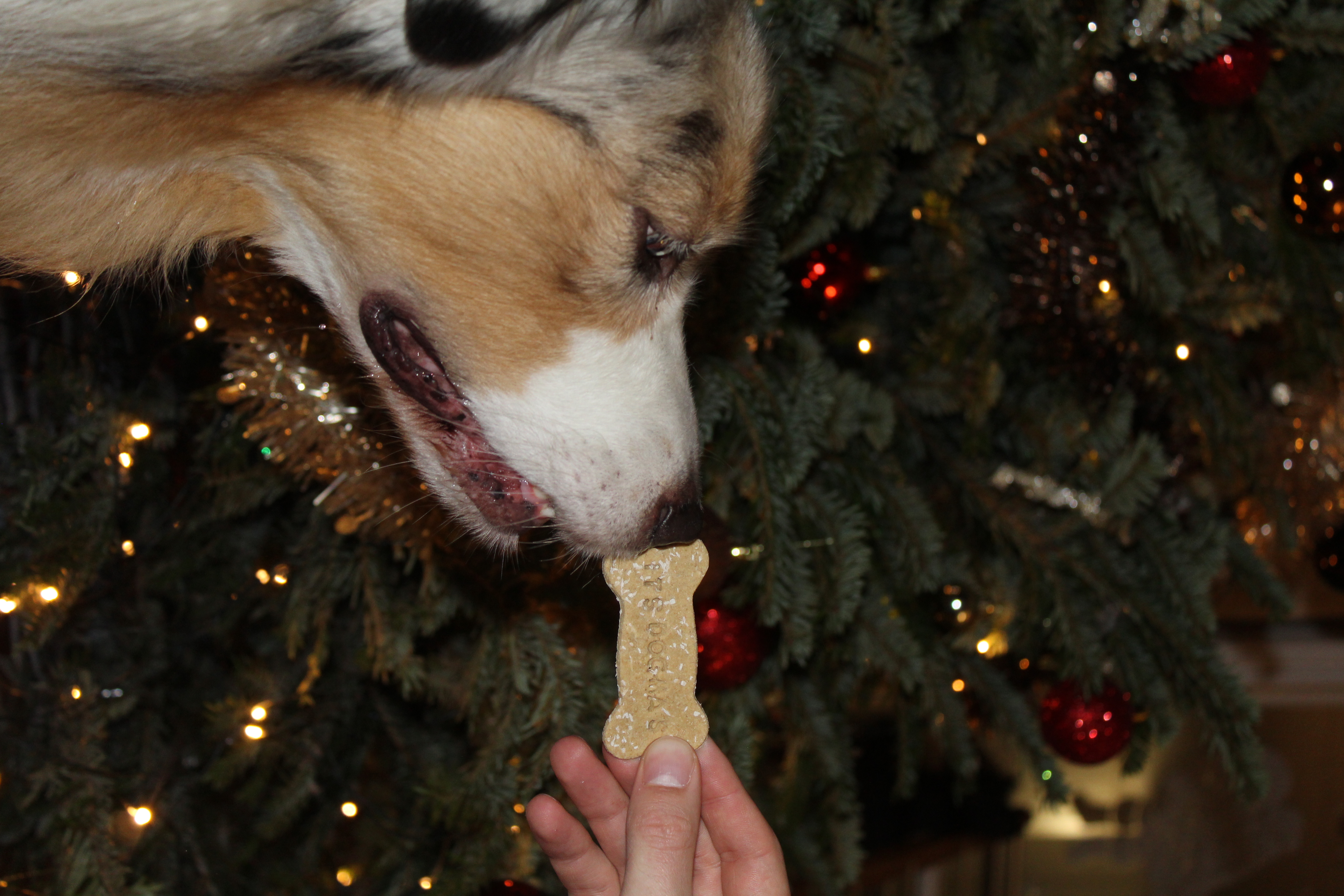 Biscuits "IT'S DOGMAS" à la noix de coco