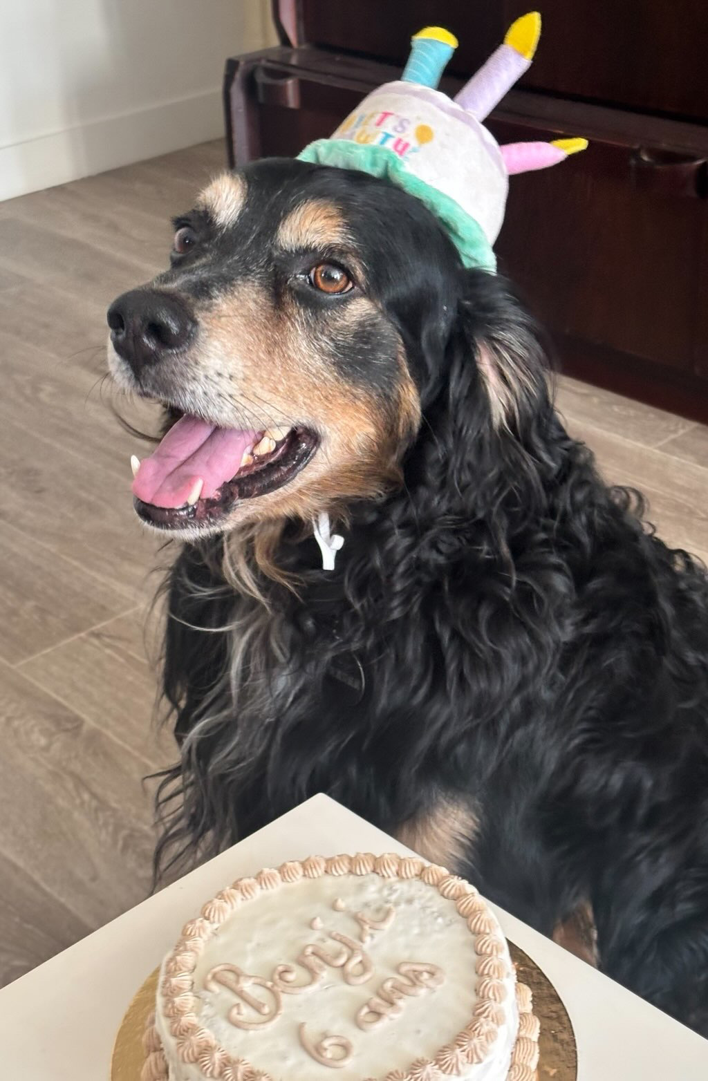 Barkday Cake (1-2 chiens)