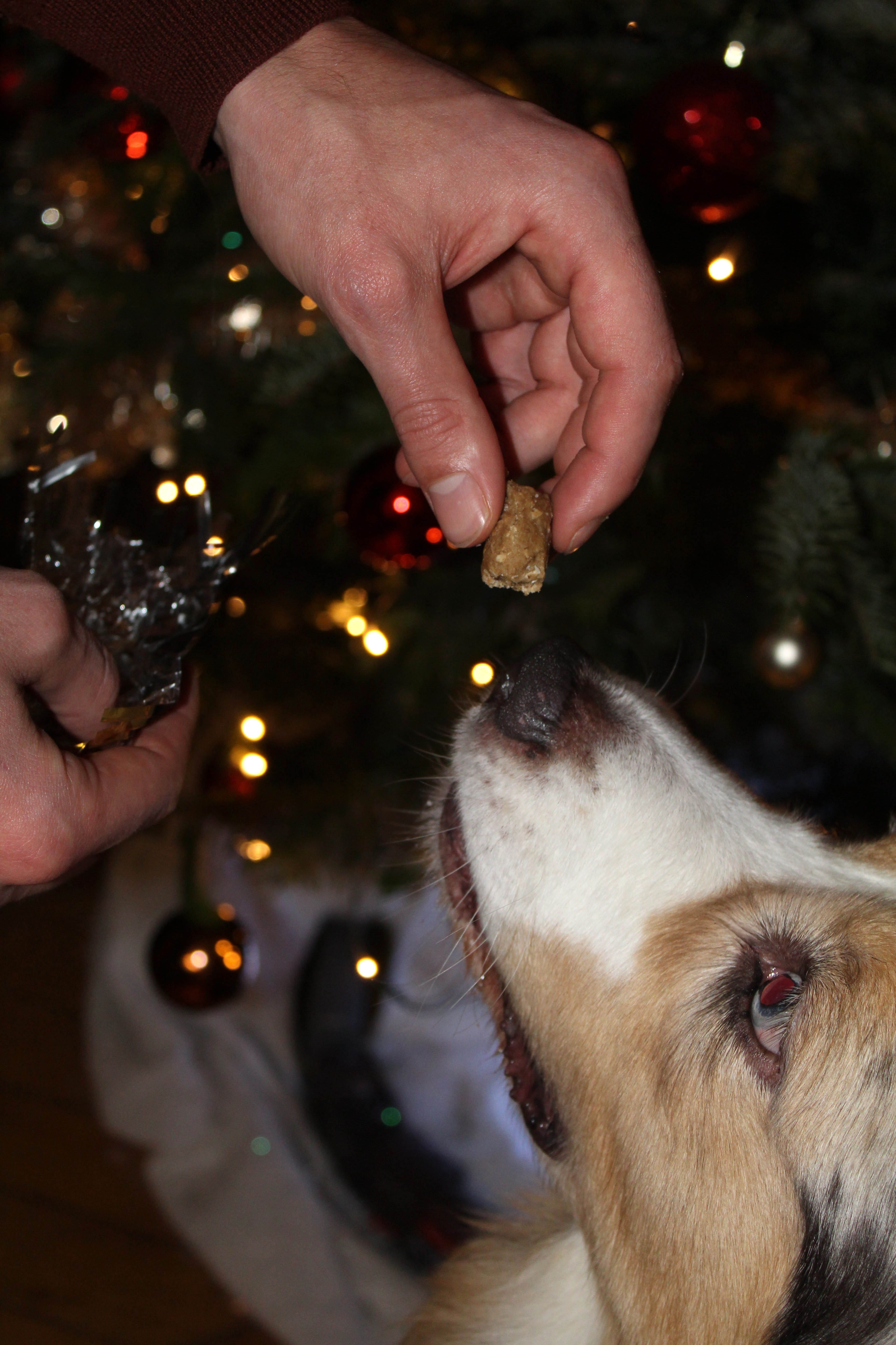 Pawpillotes - sachet 