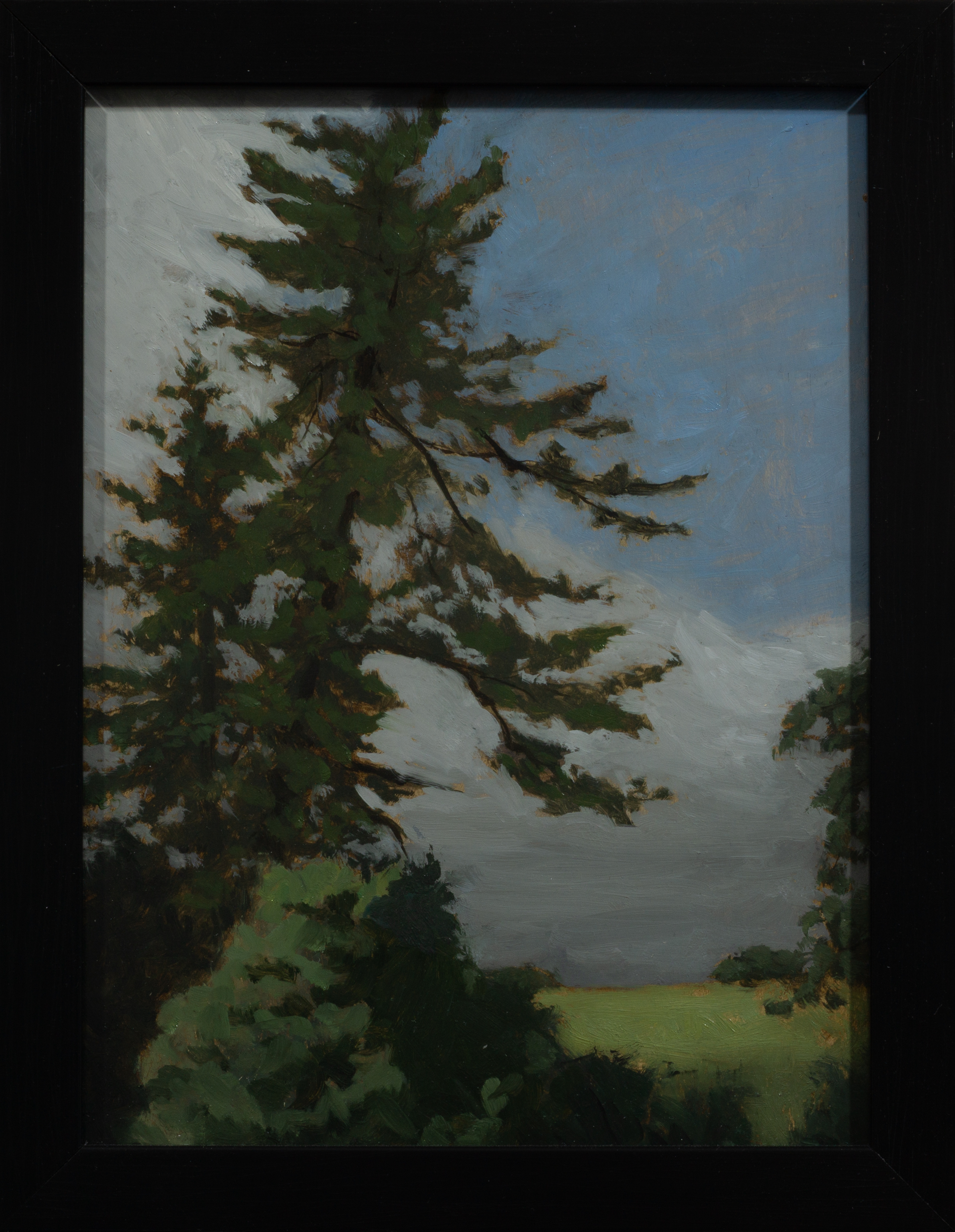 Pines below the hill