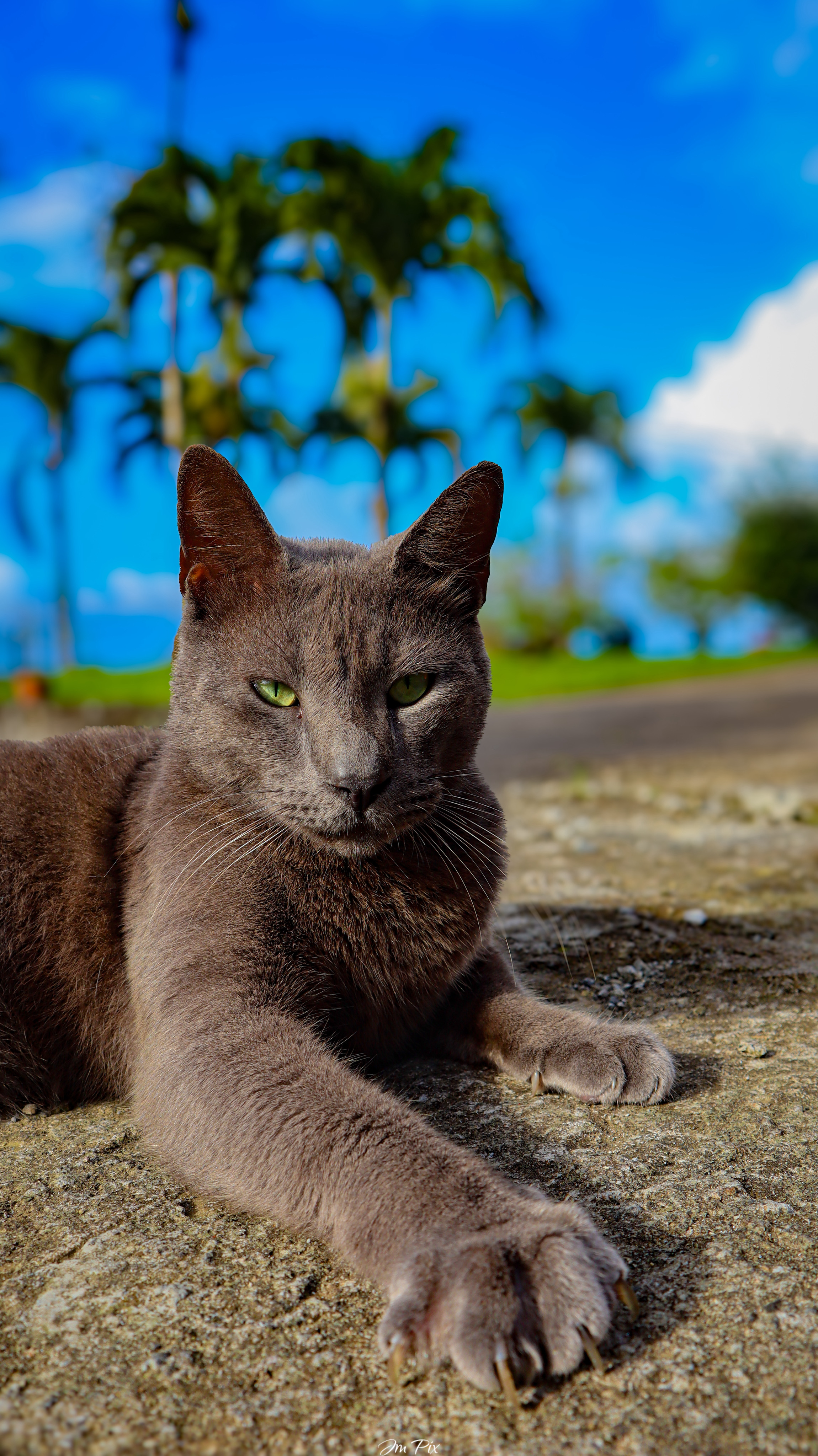 Sonic le chat