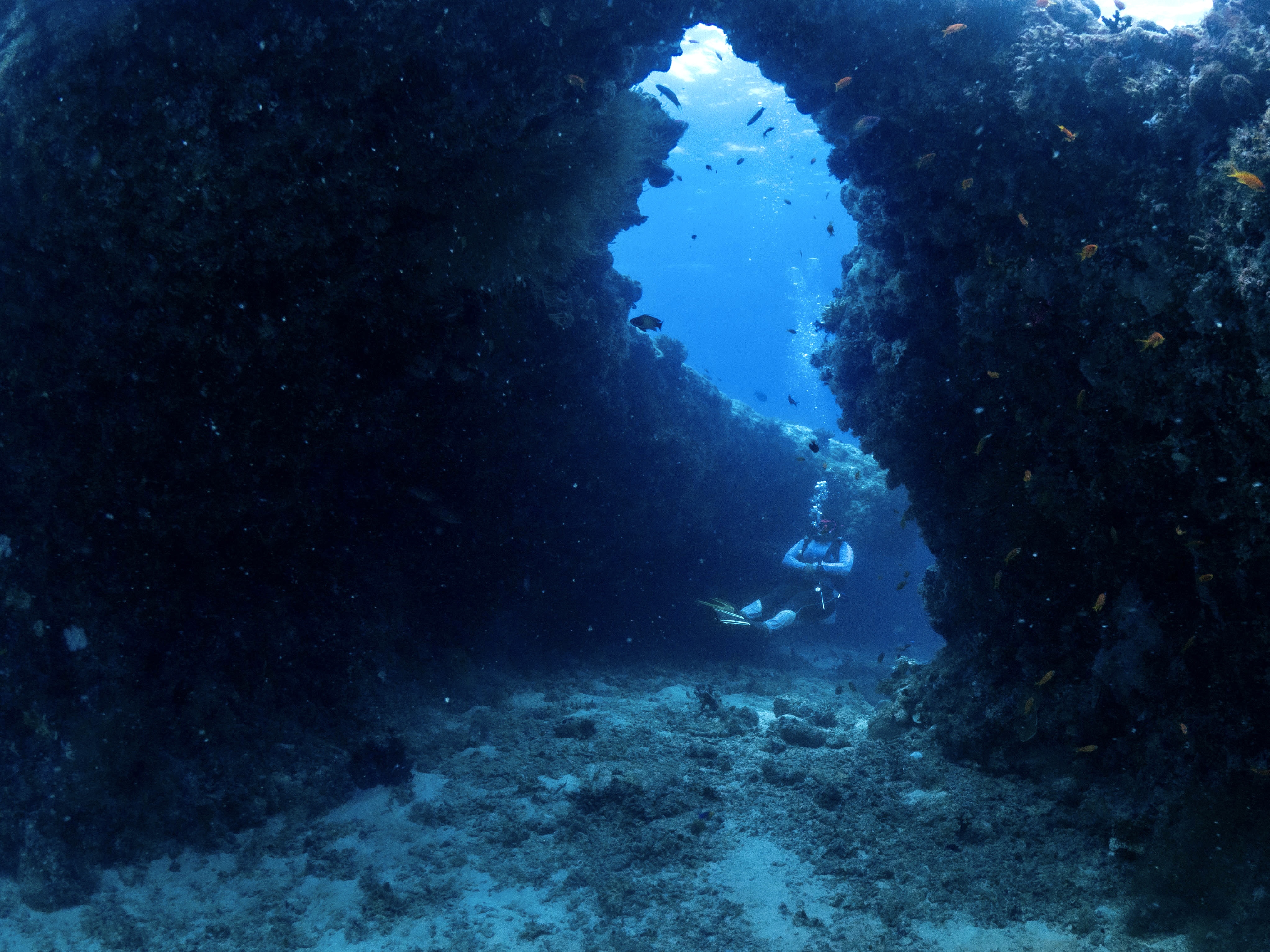 6D5N 鯨鯊與魔鬼魚Manta水肺團