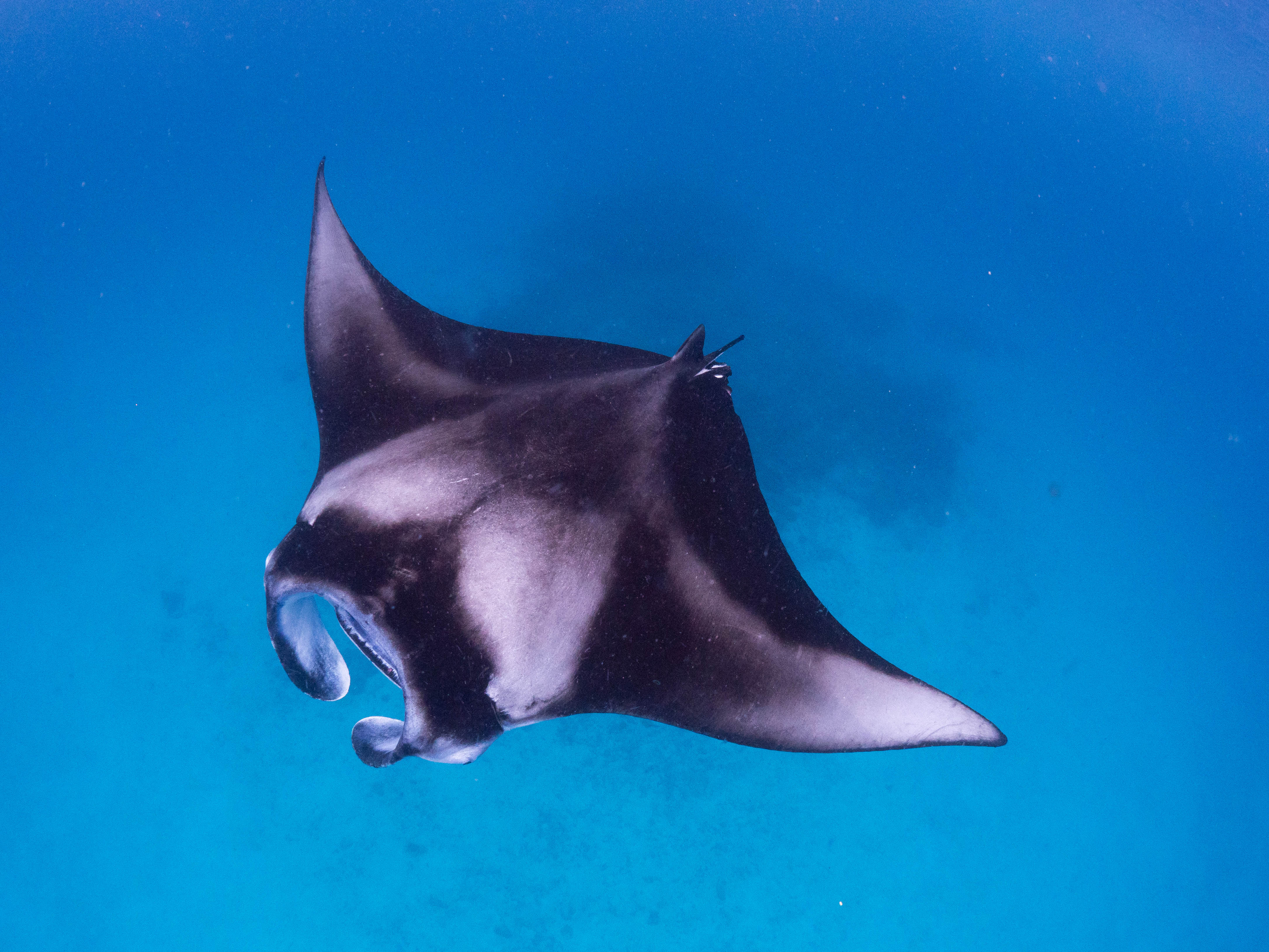 6D5N 鯨鯊與魔鬼魚Manta水肺團