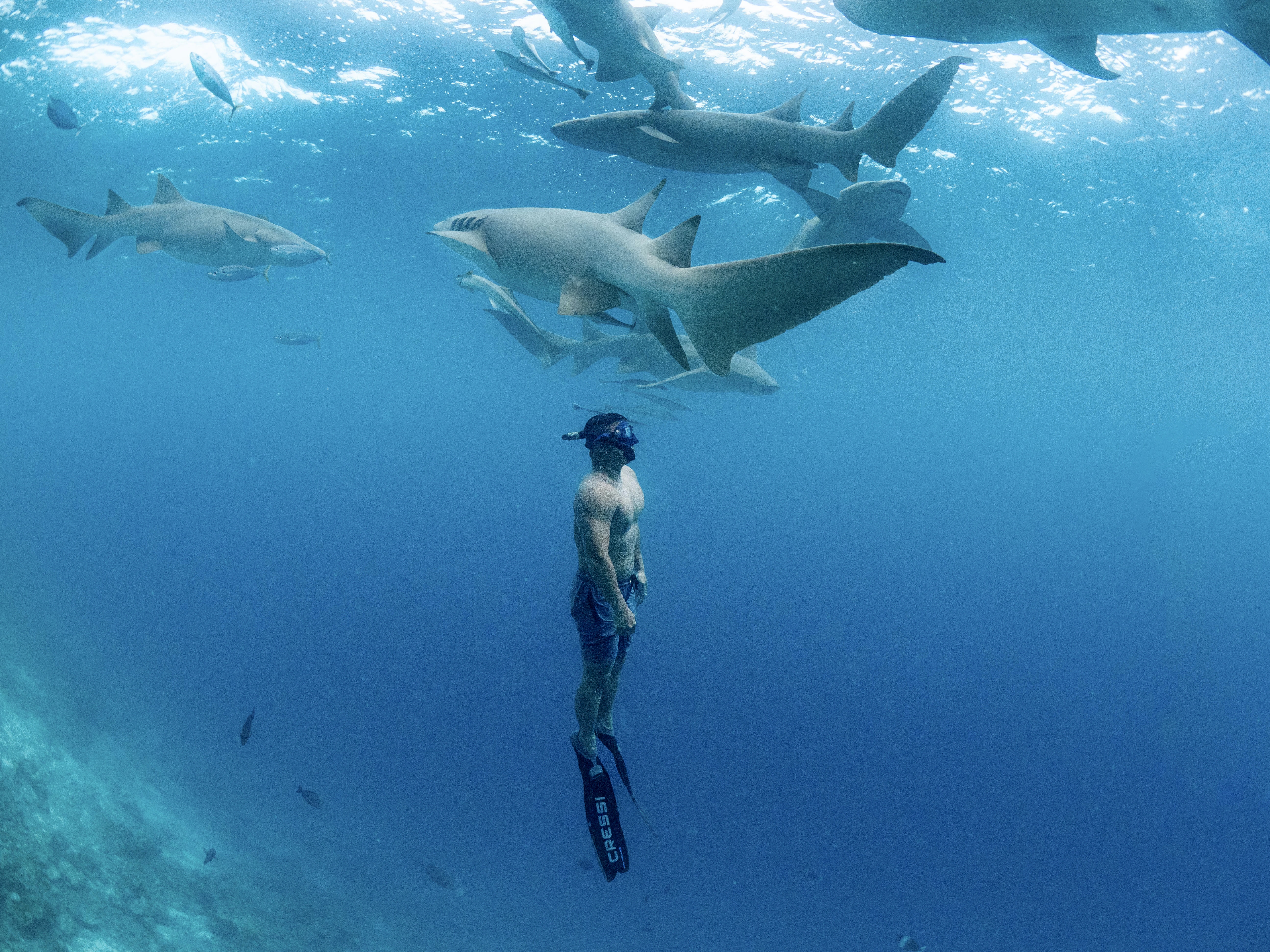 6D5N 鯨鯊與魔鬼魚Manta水肺團