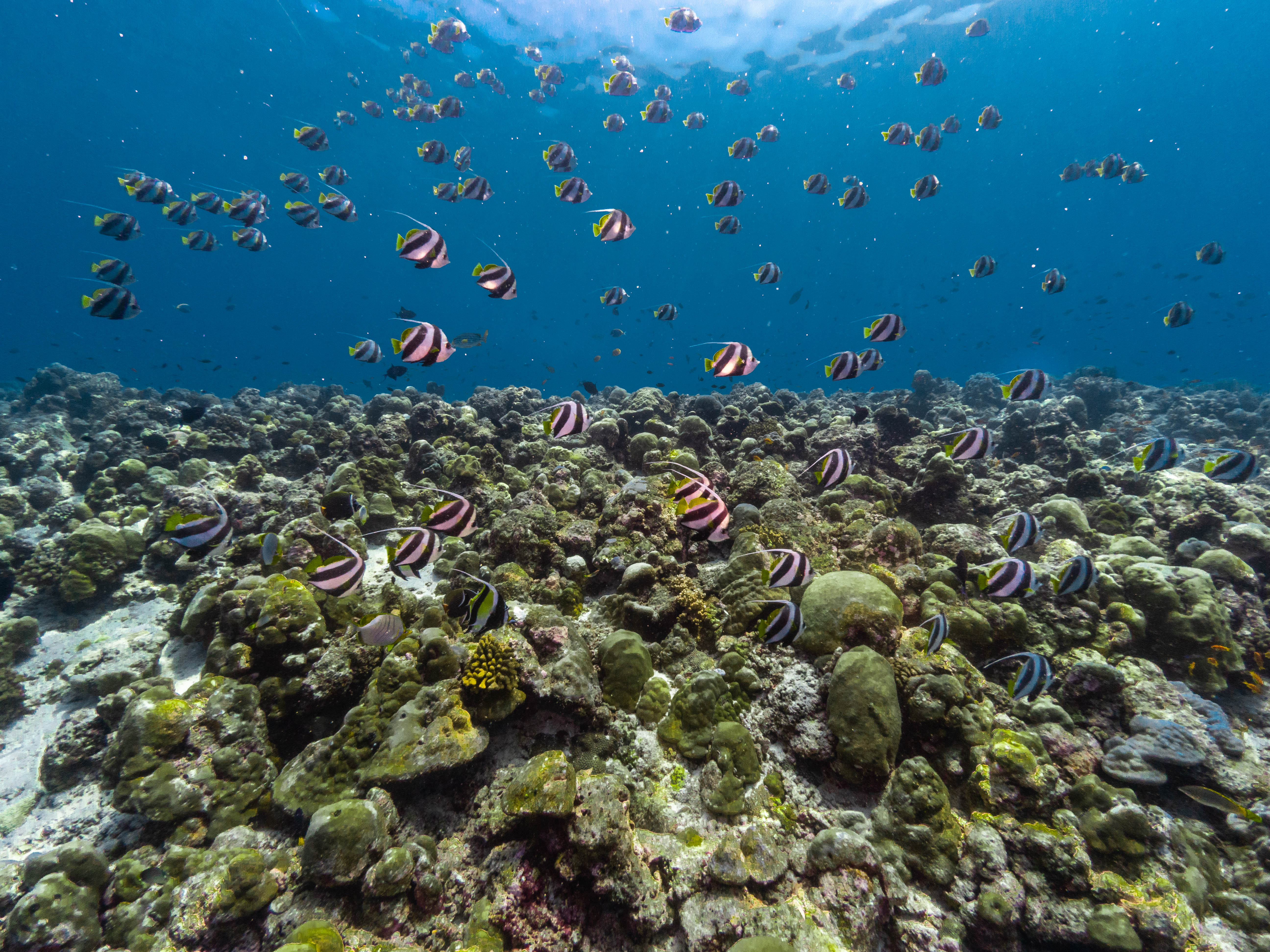 7D6N鯨鯊與魔鬼魚Manta水肺之旅（包括鯊魚城潛點）