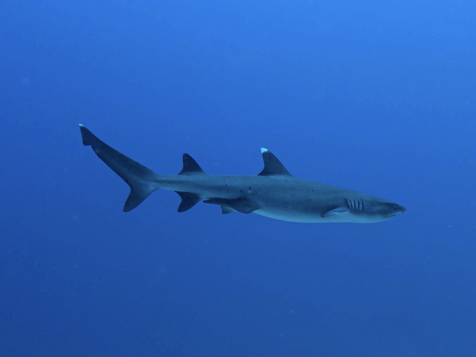 8D7N 17Dives 四方線船宿之旅