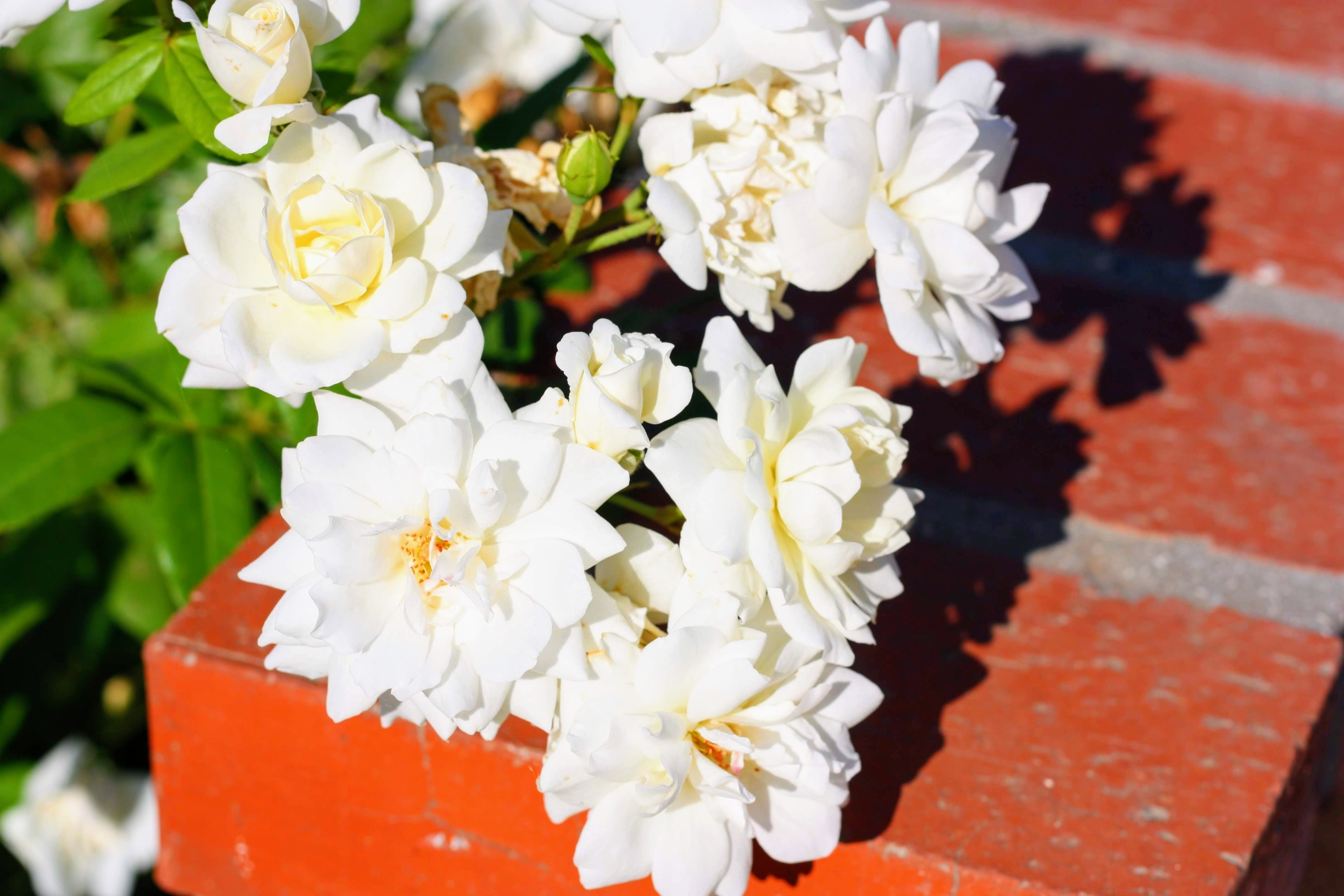 Jasmine Hydrosol