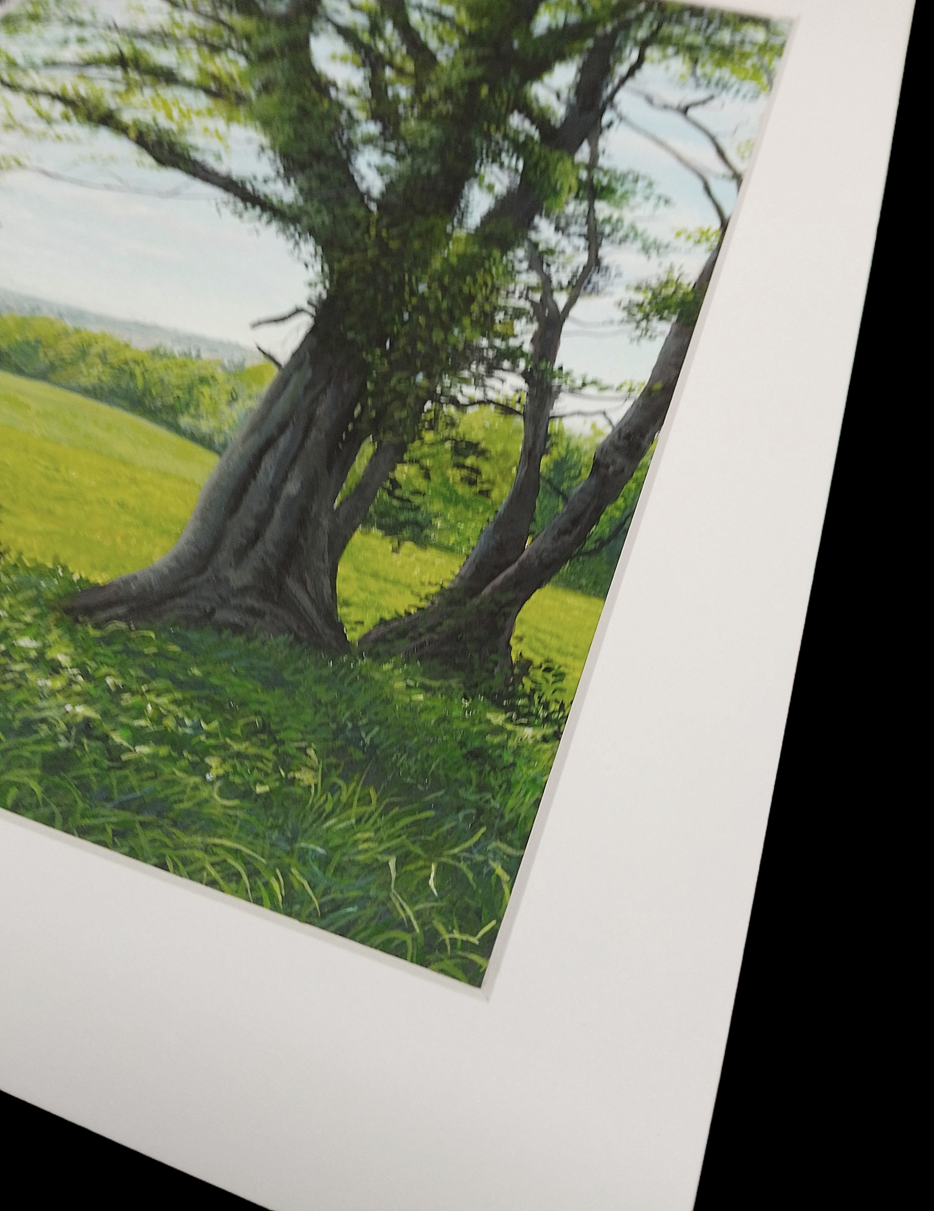 A Hidden View - From Summer Shade