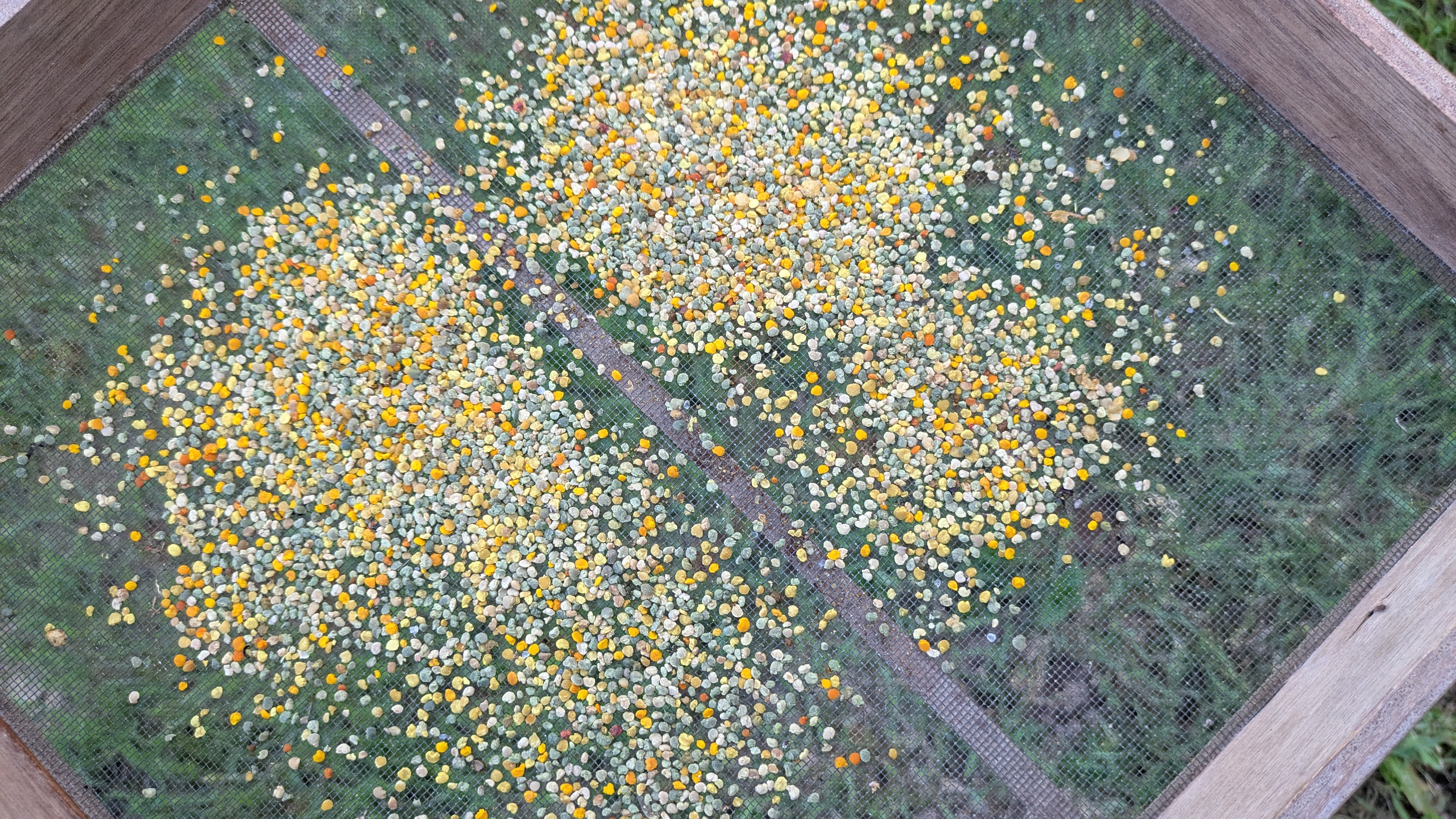 Blütenpollen aus Schleswig-Holstein