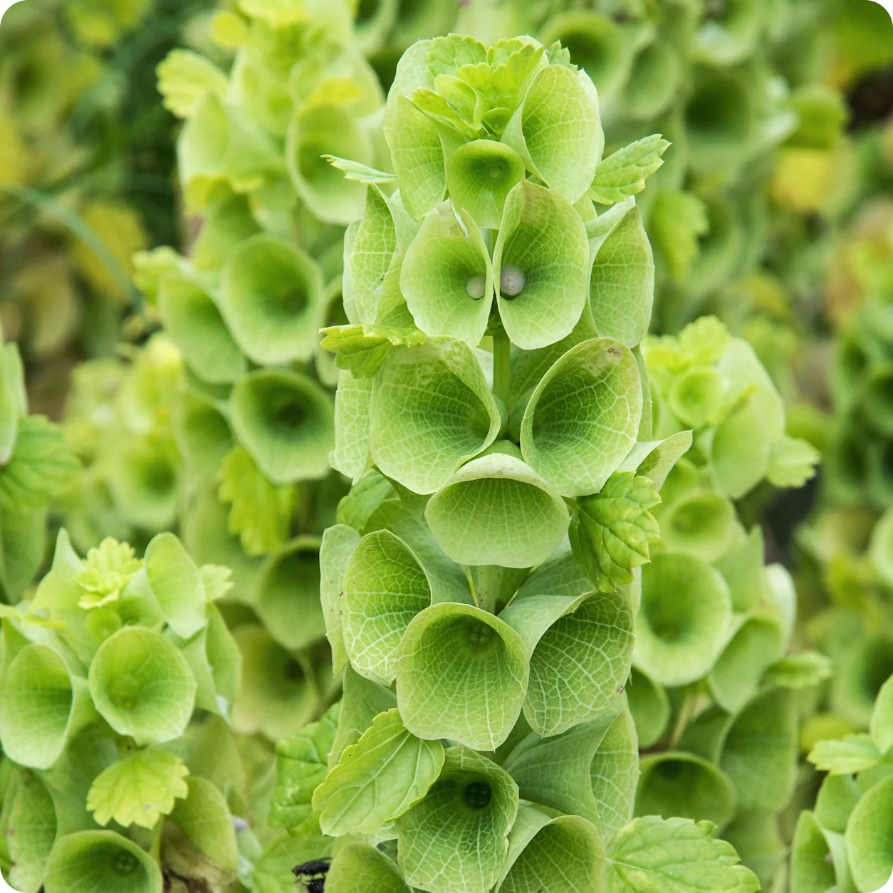 Bells of Ireland - Moluccella Laevis