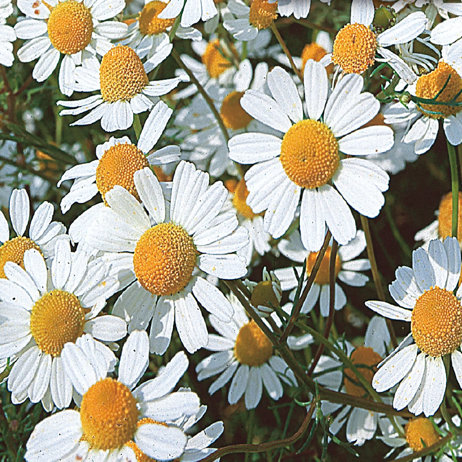 Chamomile - German