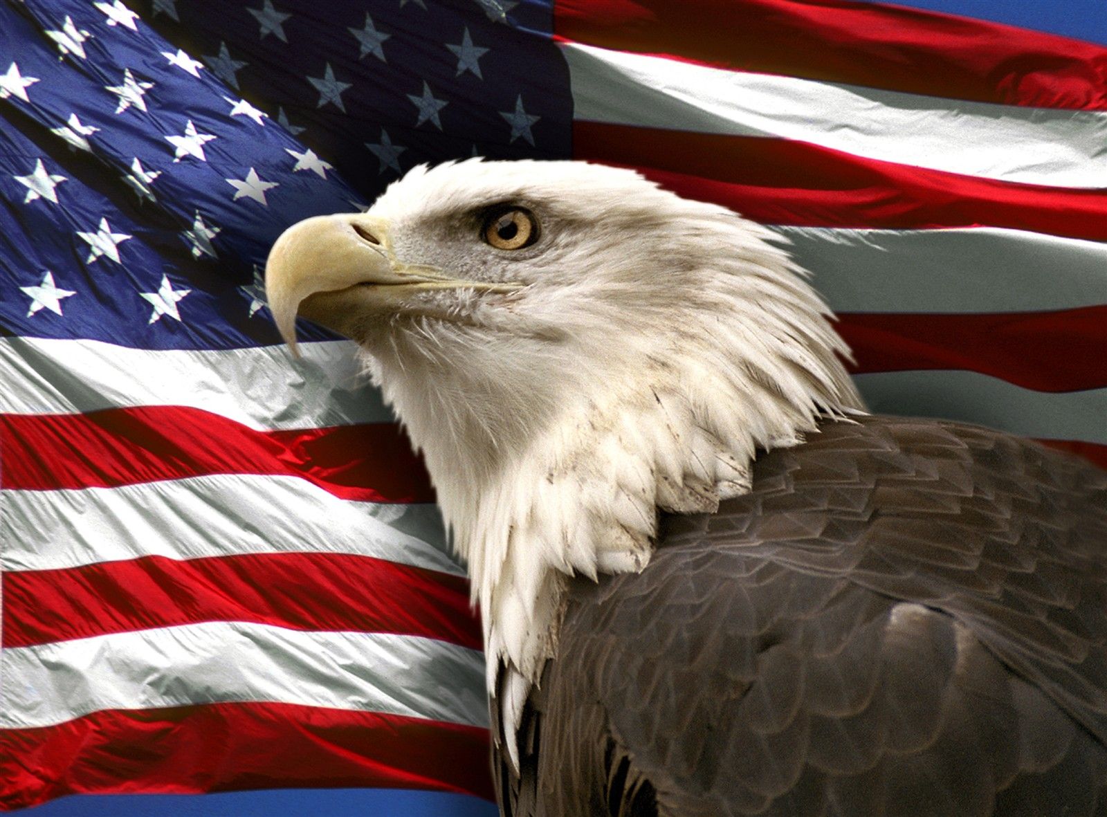 Bald Eagle Poster