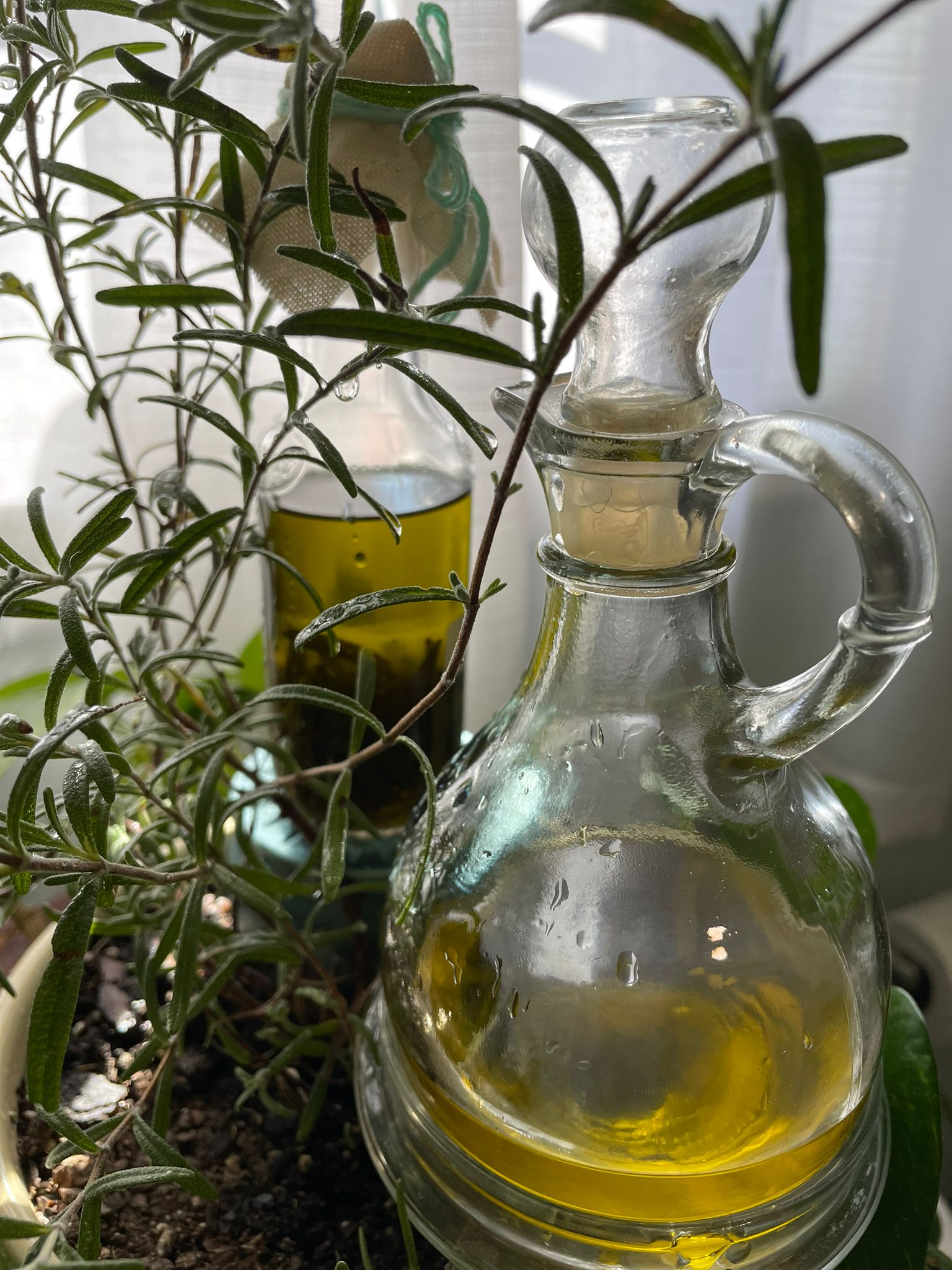 Guia del Aceite de Romero