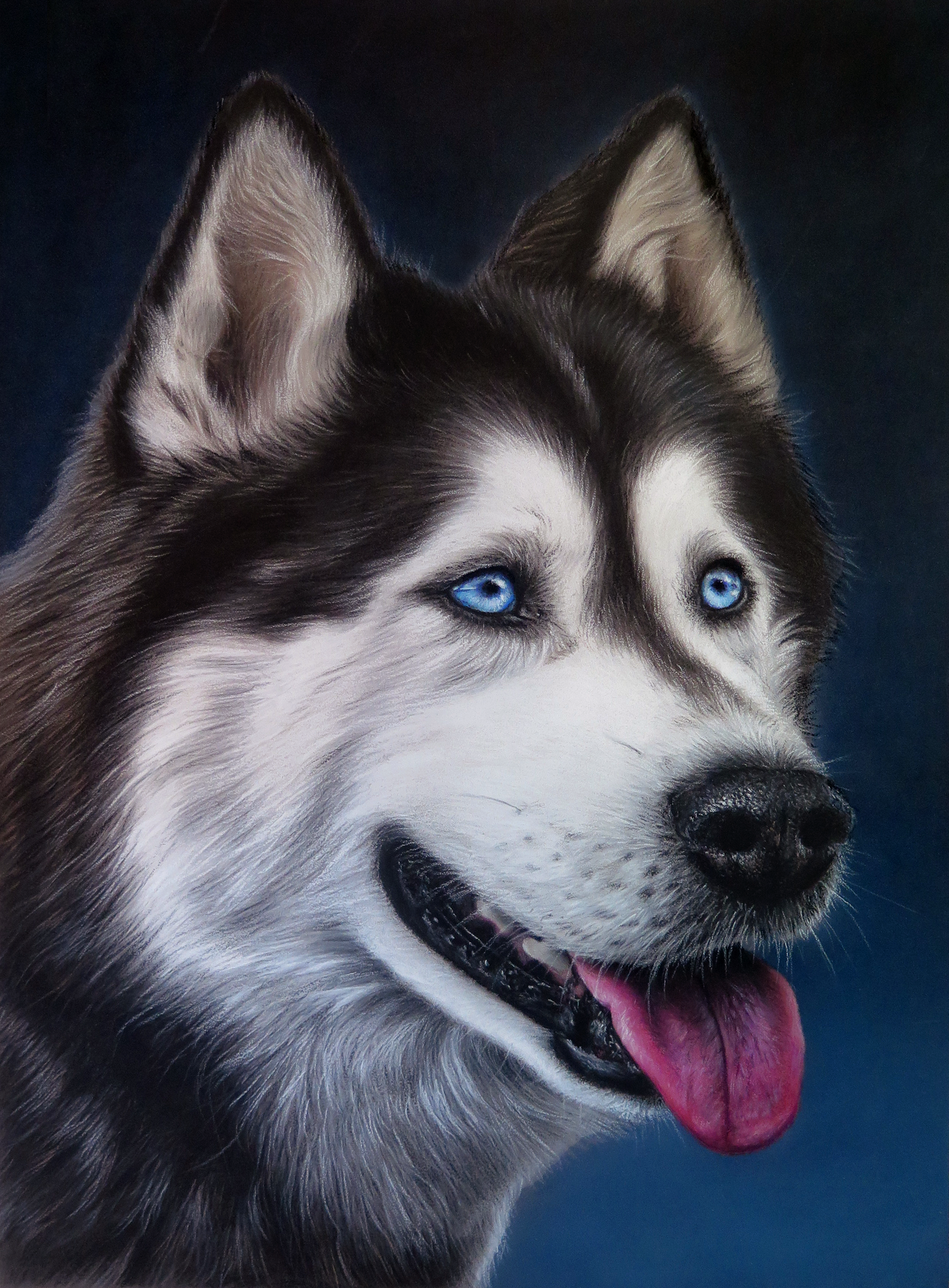 Retrato de husky siberiano
