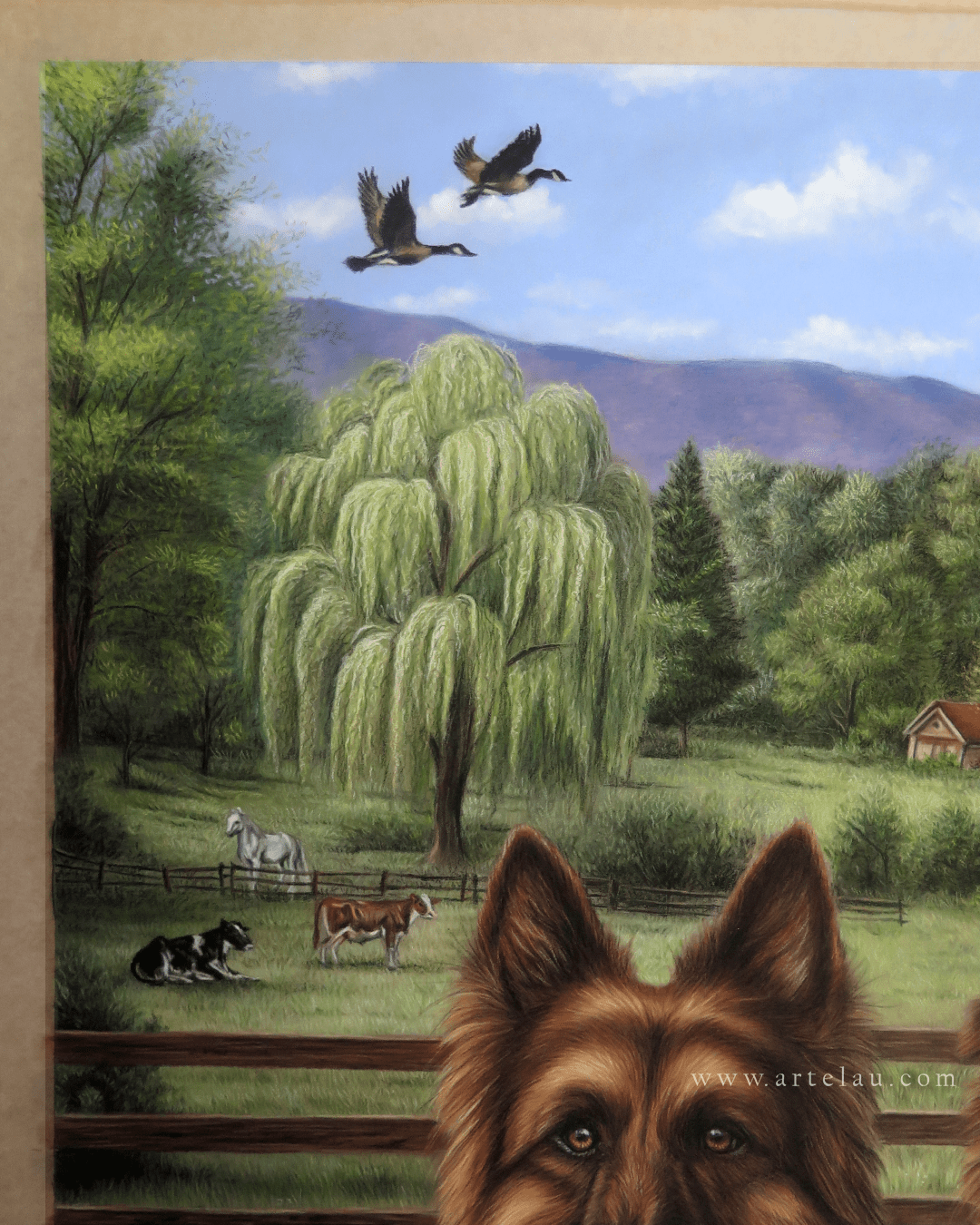 Retrato Pastor Alemán & Border Collie