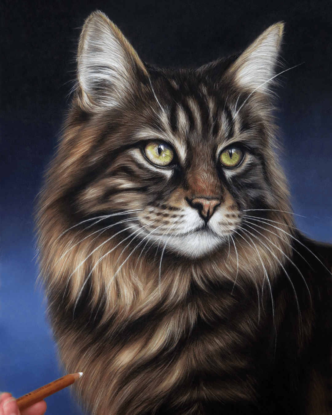 Retrato Gato Bosque de Noruega