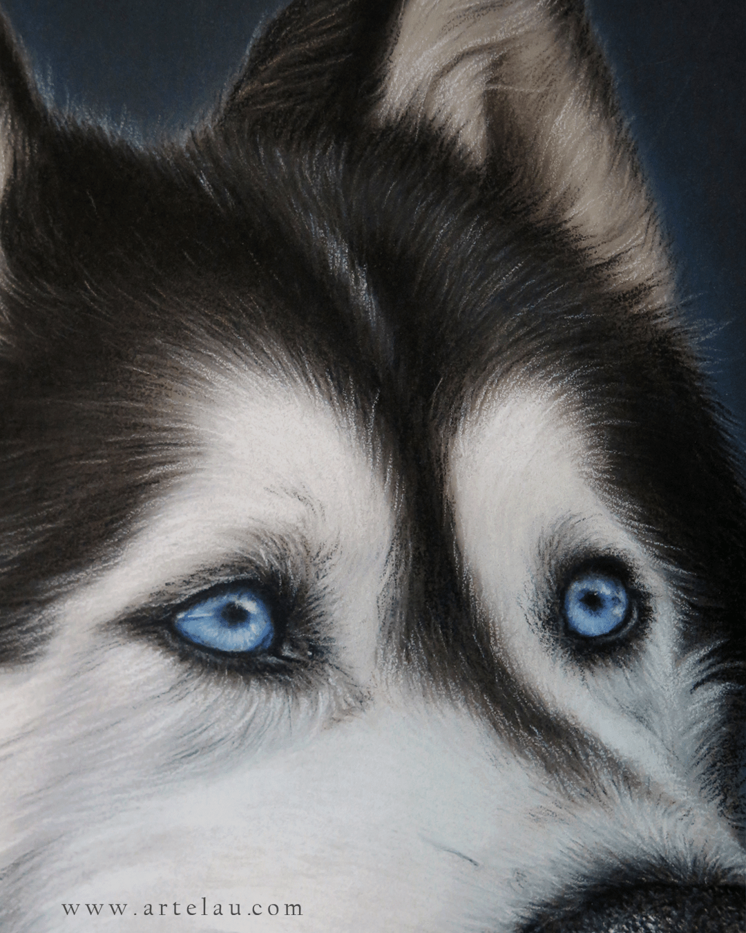 Retrato Husky Siberiano